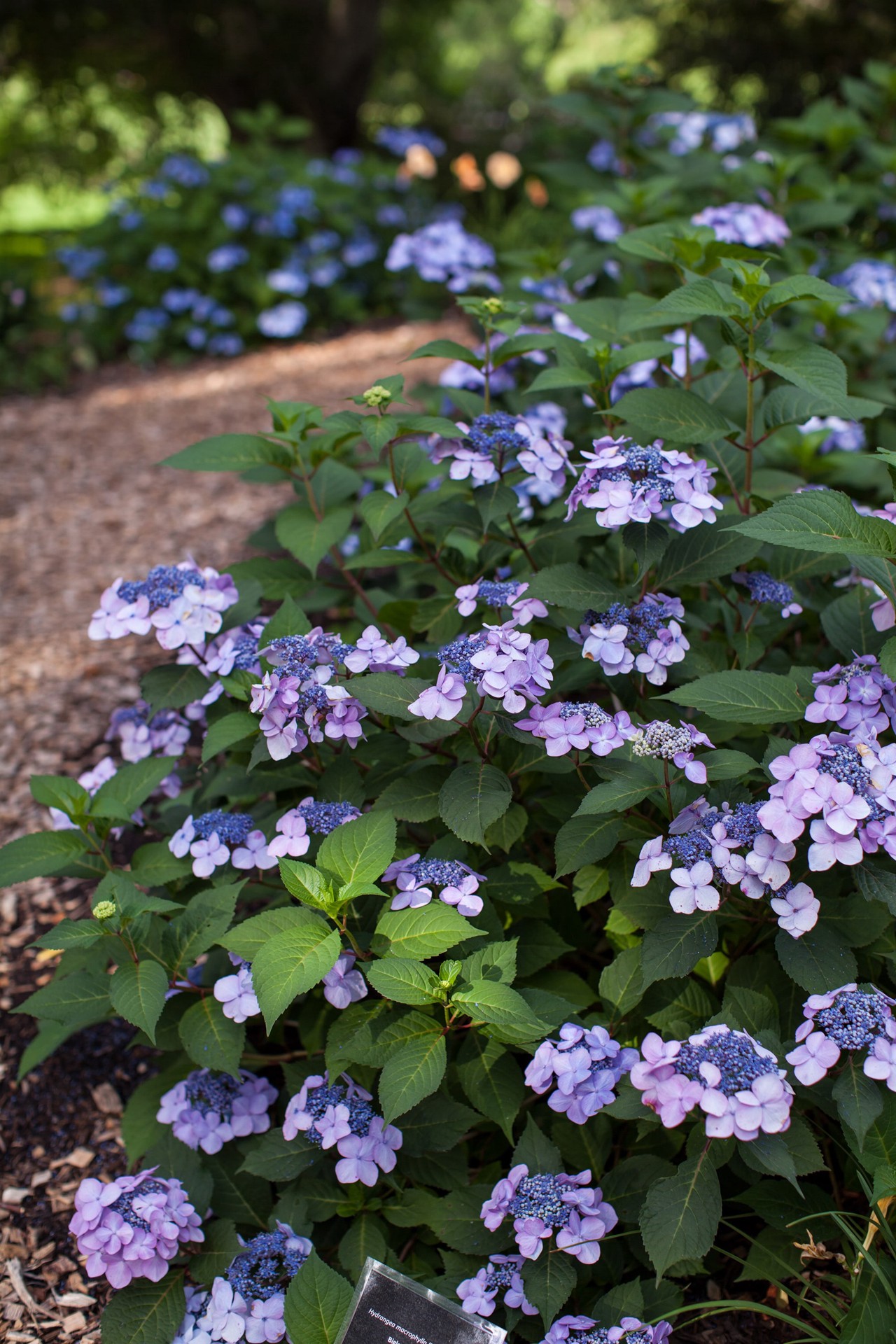 slide 1 of 2, Lowe's Endless Summer Twish Shout Hydrangea Flowering Shrub in 3.0 -Gallon Pot 1.0 -Pack with Blue Blooms, 1 ct