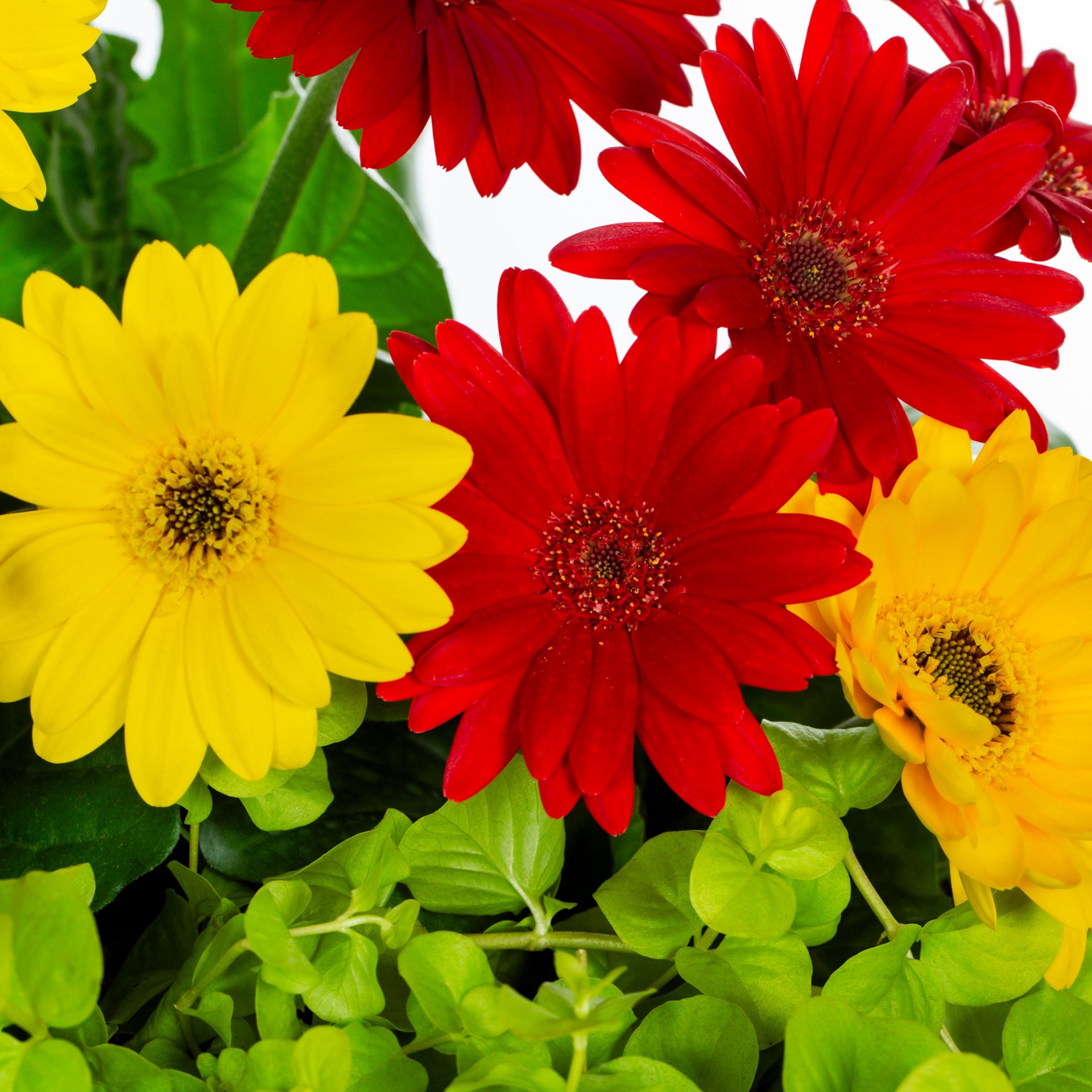 slide 2 of 6, Lowe's Multicolor Mixed Annuals in 2.5-Gallon Pot, 1 ct