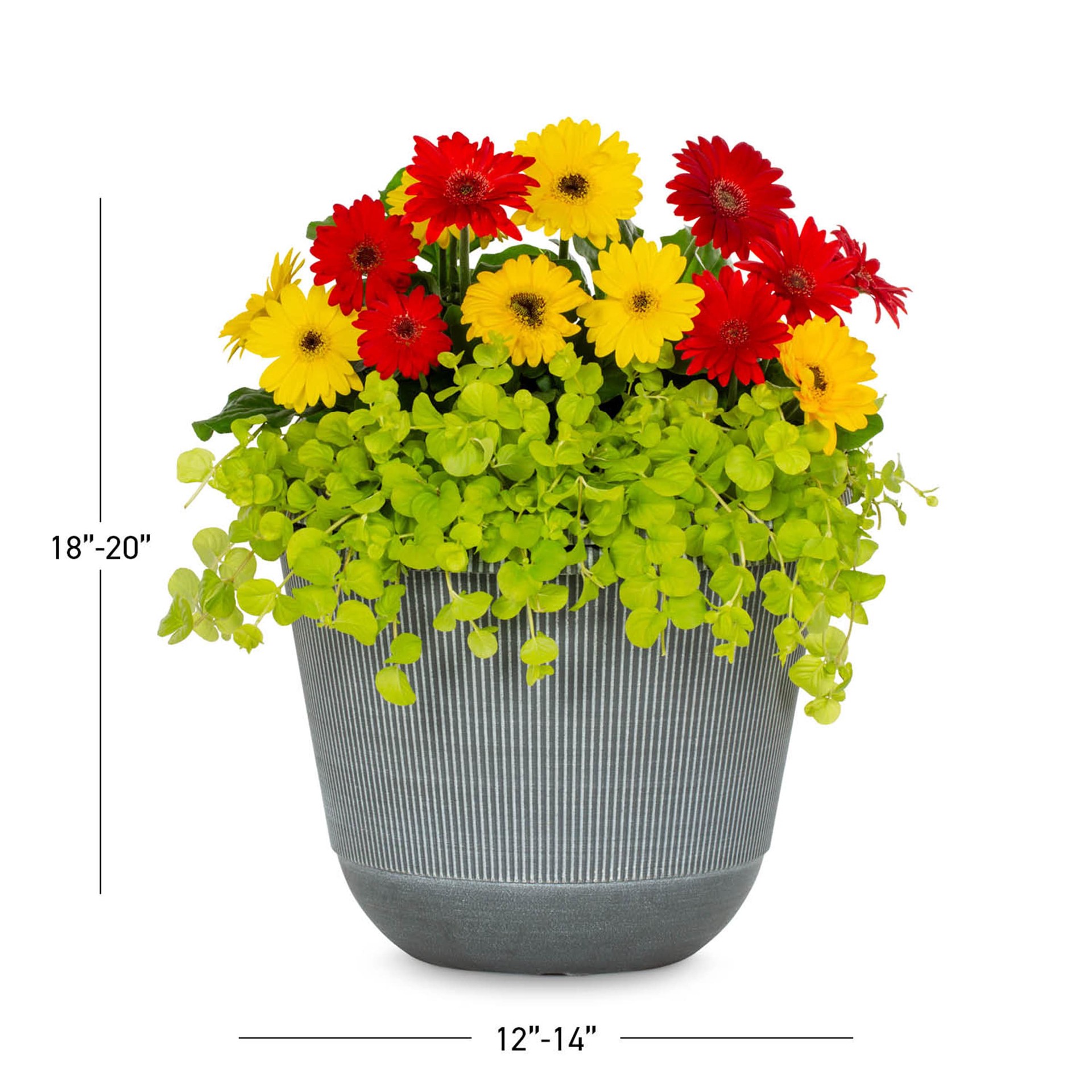 slide 3 of 6, Lowe's Multicolor Mixed Annuals in 2.5-Gallon Pot, 1 ct
