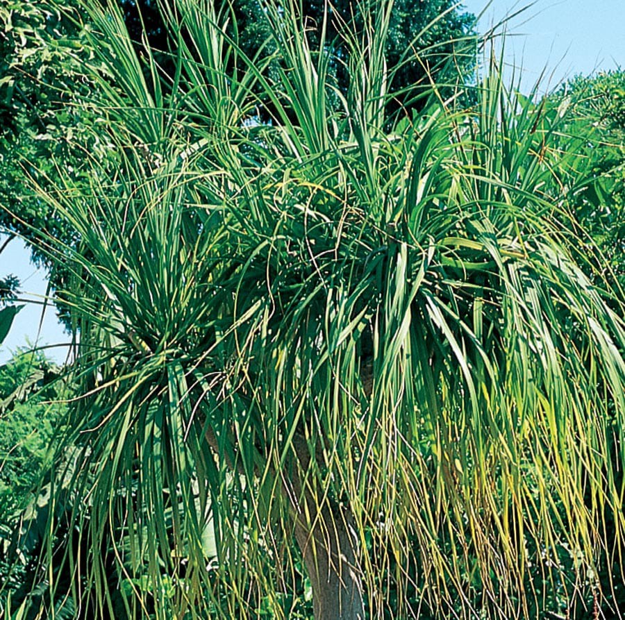 slide 1 of 1, Lowe's Ponytail Palm Feature Shrub in 1 -Gallon Pot with White Blooms, 1 ct