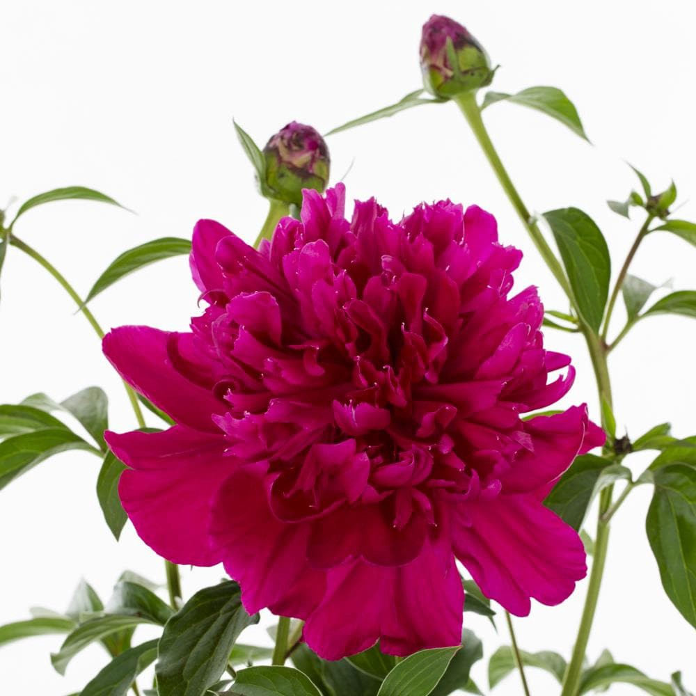 slide 2 of 6, Lowe's Multicolor Peony Plant in 1.5 -Gallon Pot 1 -Pack, 1 ct