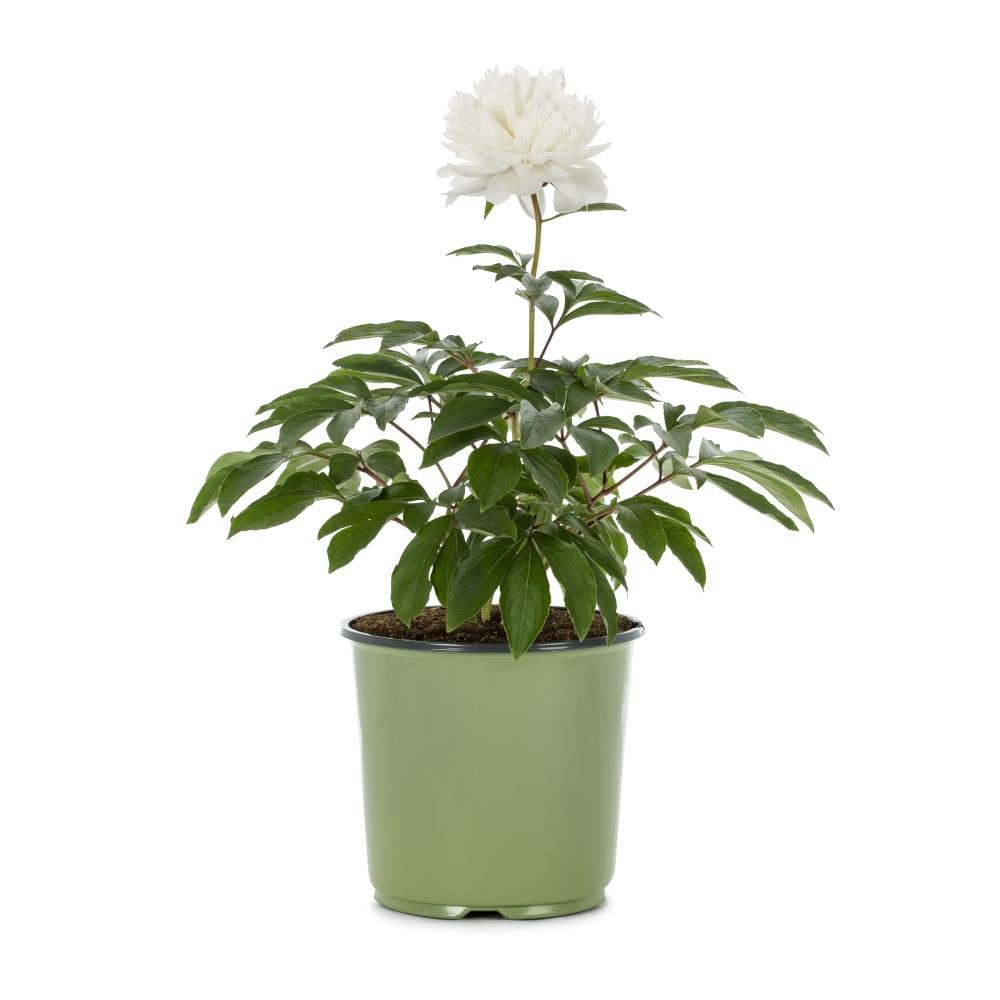 slide 3 of 6, Lowe's Multicolor Peony Plant in 1.5 -Gallon Pot 1 -Pack, 1 ct