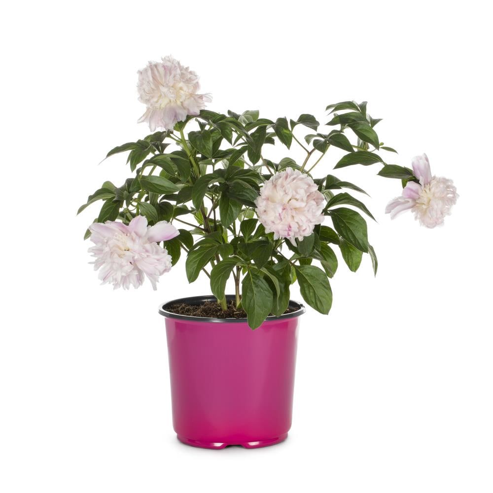 slide 5 of 6, Lowe's Multicolor Peony Plant in 1.5 -Gallon Pot 1 -Pack, 1 ct