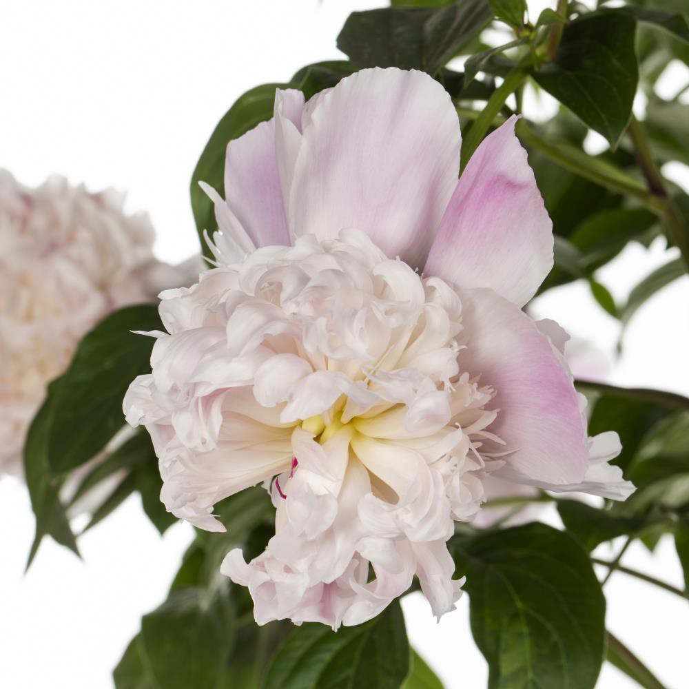 slide 6 of 6, Lowe's Multicolor Peony Plant in 1.5 -Gallon Pot 1 -Pack, 1 ct