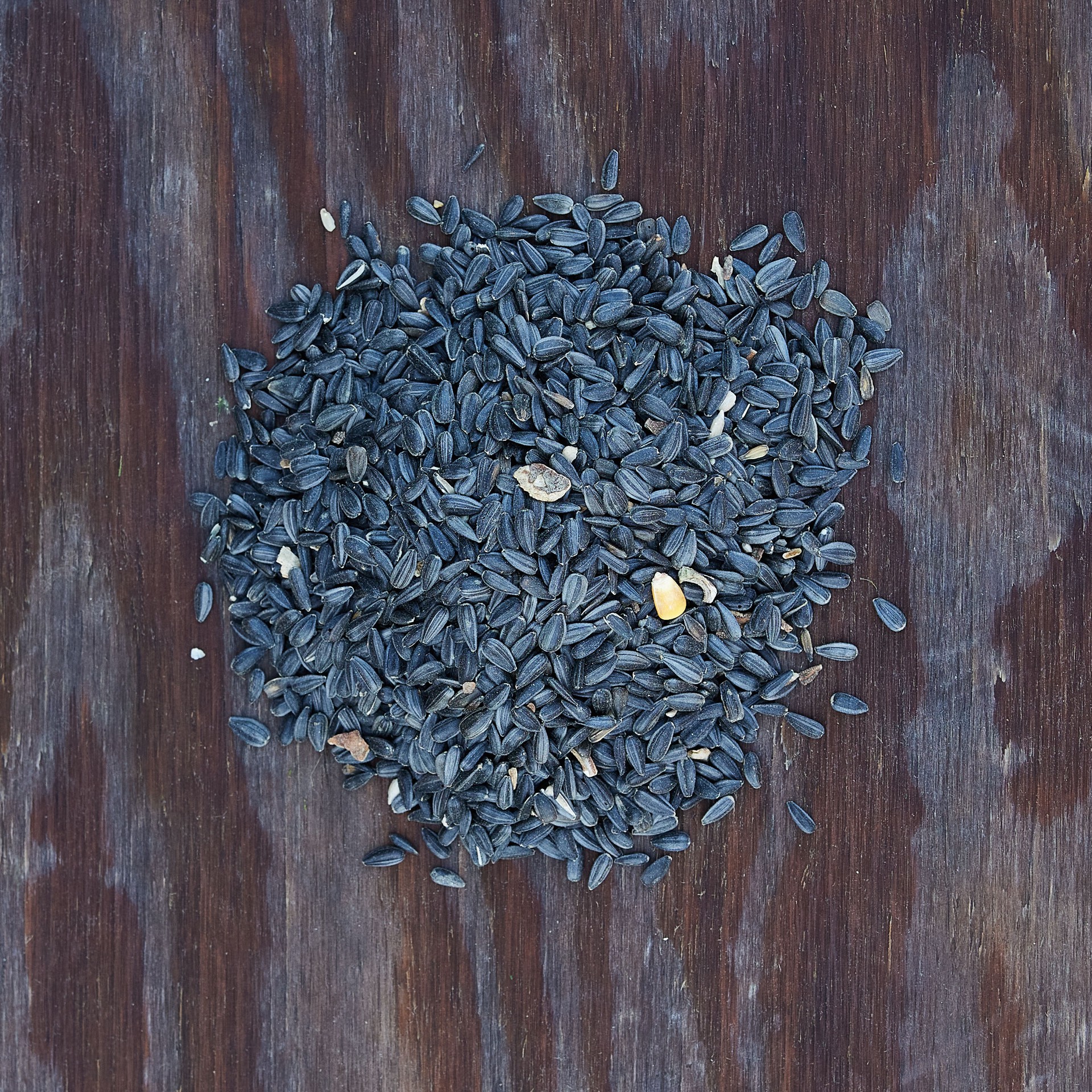 slide 2 of 6, National Audubon Society Black Oil Sunflower Black oil sunflower Bird seed 20 Pound(s), 1 ct