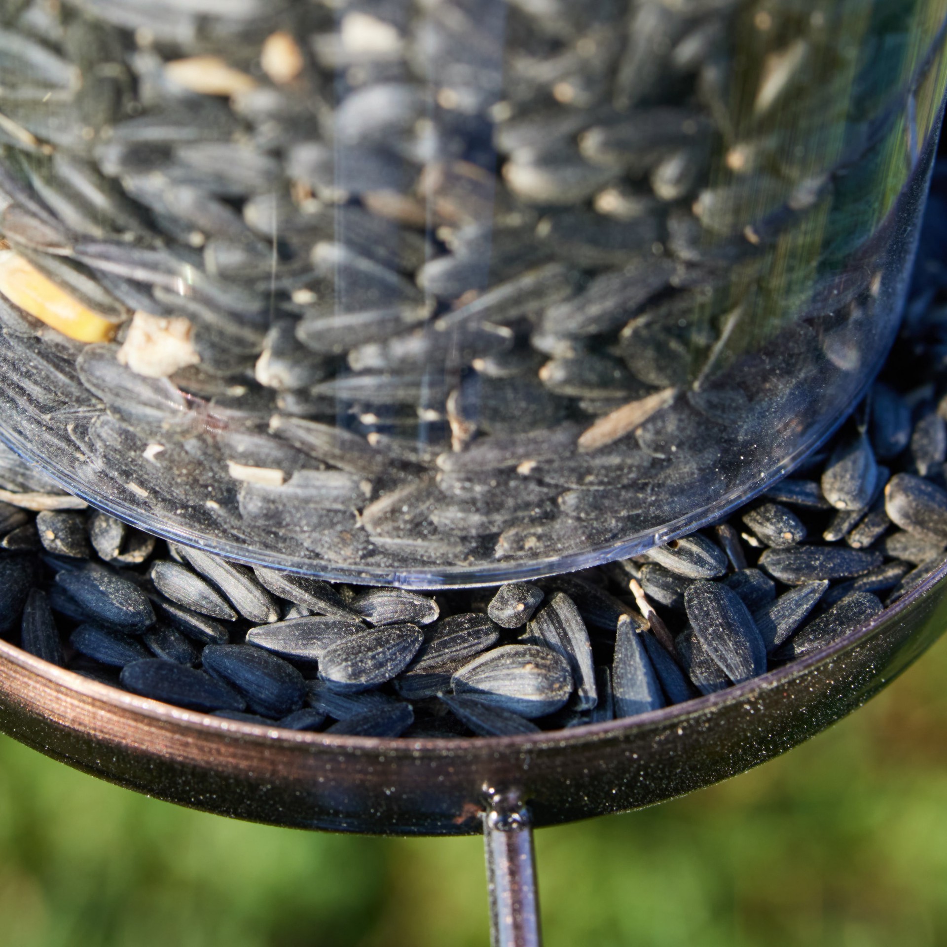 slide 3 of 6, National Audubon Society Black Oil Sunflower Black oil sunflower Bird seed 20 Pound(s), 1 ct