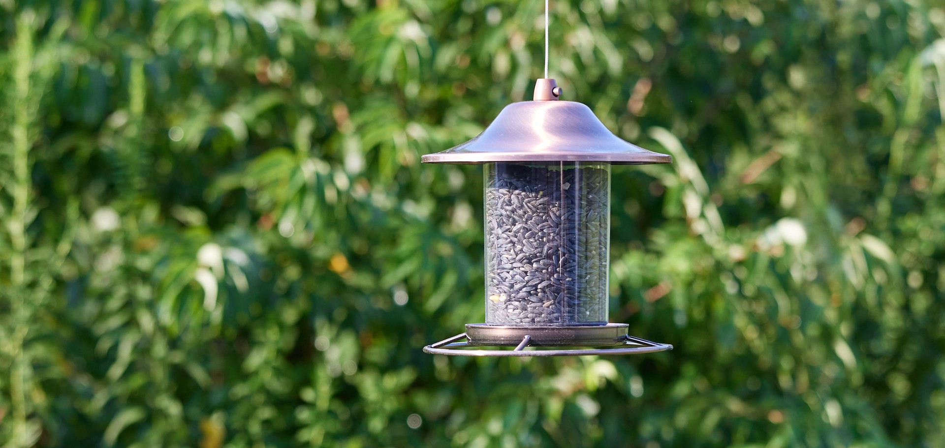 slide 4 of 6, National Audubon Society Black Oil Sunflower Black oil sunflower Bird seed 20 Pound(s), 1 ct