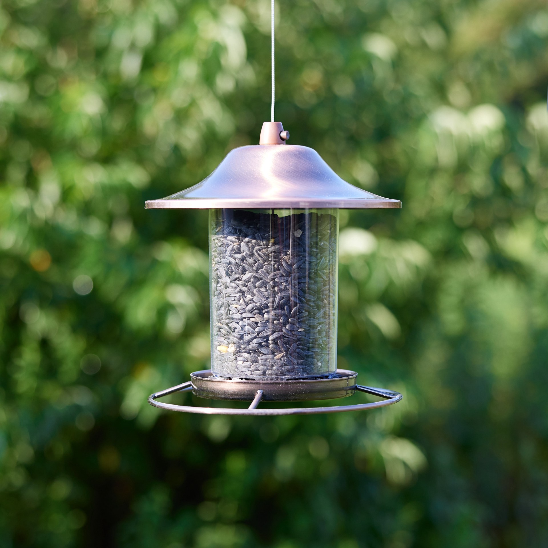 slide 5 of 6, National Audubon Society Black Oil Sunflower Black oil sunflower Bird seed 20 Pound(s), 1 ct