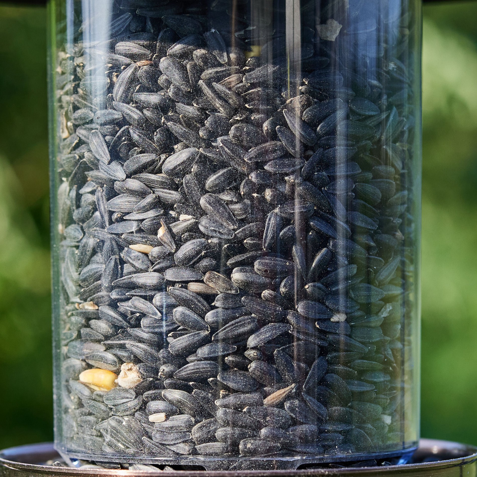 slide 6 of 6, National Audubon Society Black Oil Sunflower Black oil sunflower Bird seed 20 Pound(s), 1 ct
