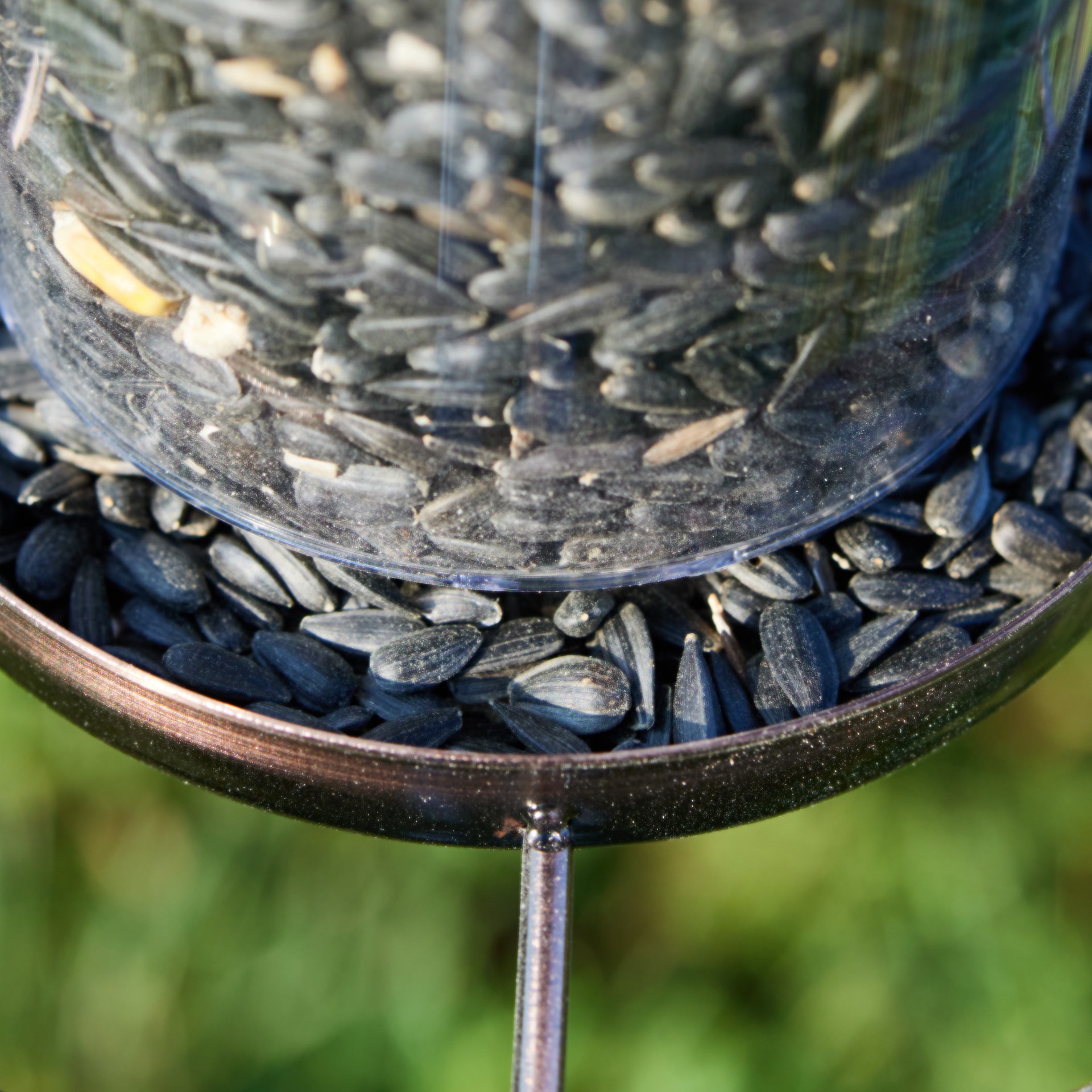 slide 3 of 6, National Audubon Society Black Oil Sunflower Seed Black oil sunflower Bird food 40 Pound(s), 1 ct