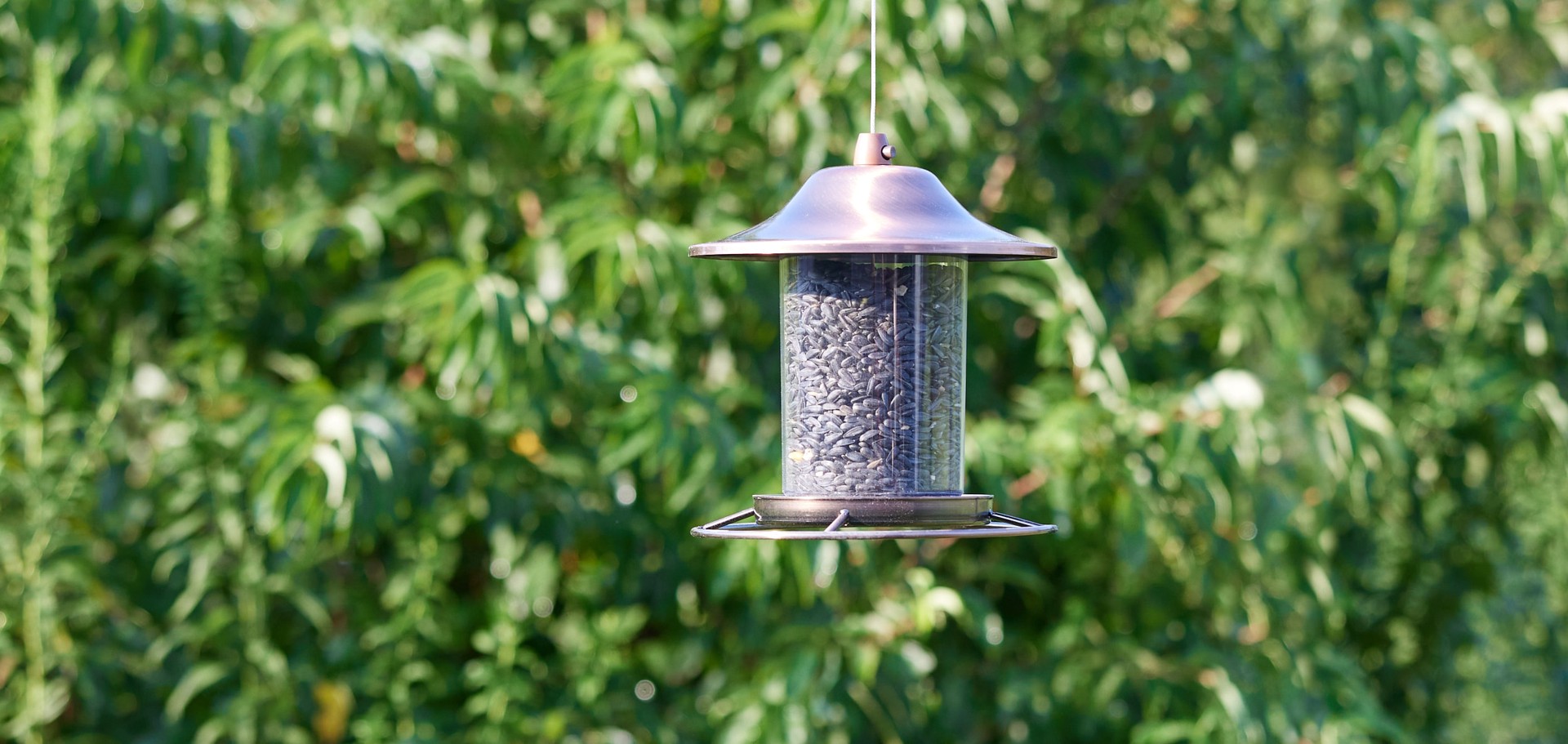 slide 4 of 6, National Audubon Society Black Oil Sunflower Seed Black oil sunflower Bird food 40 Pound(s), 1 ct