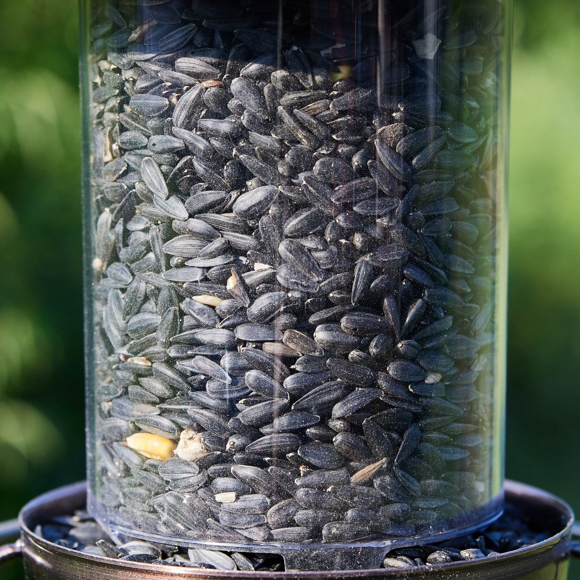 slide 6 of 6, National Audubon Society Black Oil Sunflower Seed Black oil sunflower Bird food 40 Pound(s), 1 ct