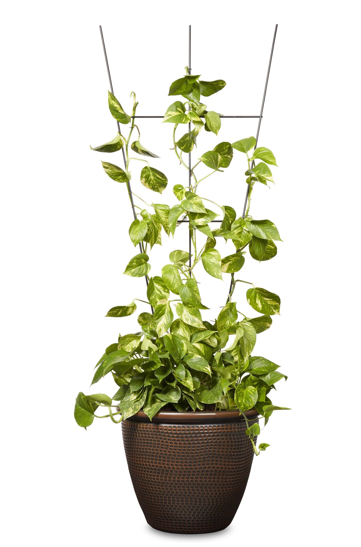 slide 2 of 4, Style Selections 22-in W x 64-in H Black Steel Fan Garden Trellis For Climbing Plants For Roses, 1 ct