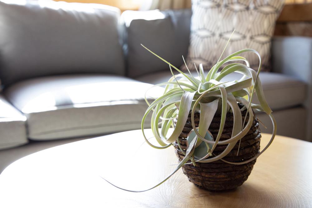 slide 2 of 4, Lowe's XEROGRAPHICA House plant in 1 Pack Tray 1 -Pack, 1 ct