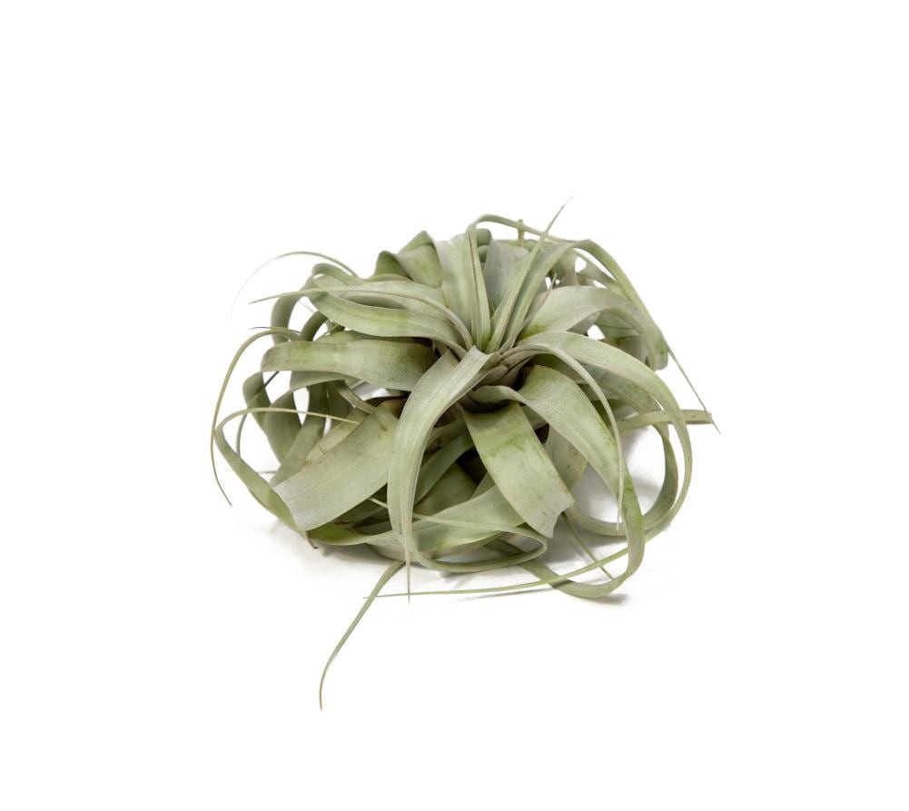 slide 1 of 4, Lowe's XEROGRAPHICA House plant in 1 Pack Tray 1 -Pack, 1 ct