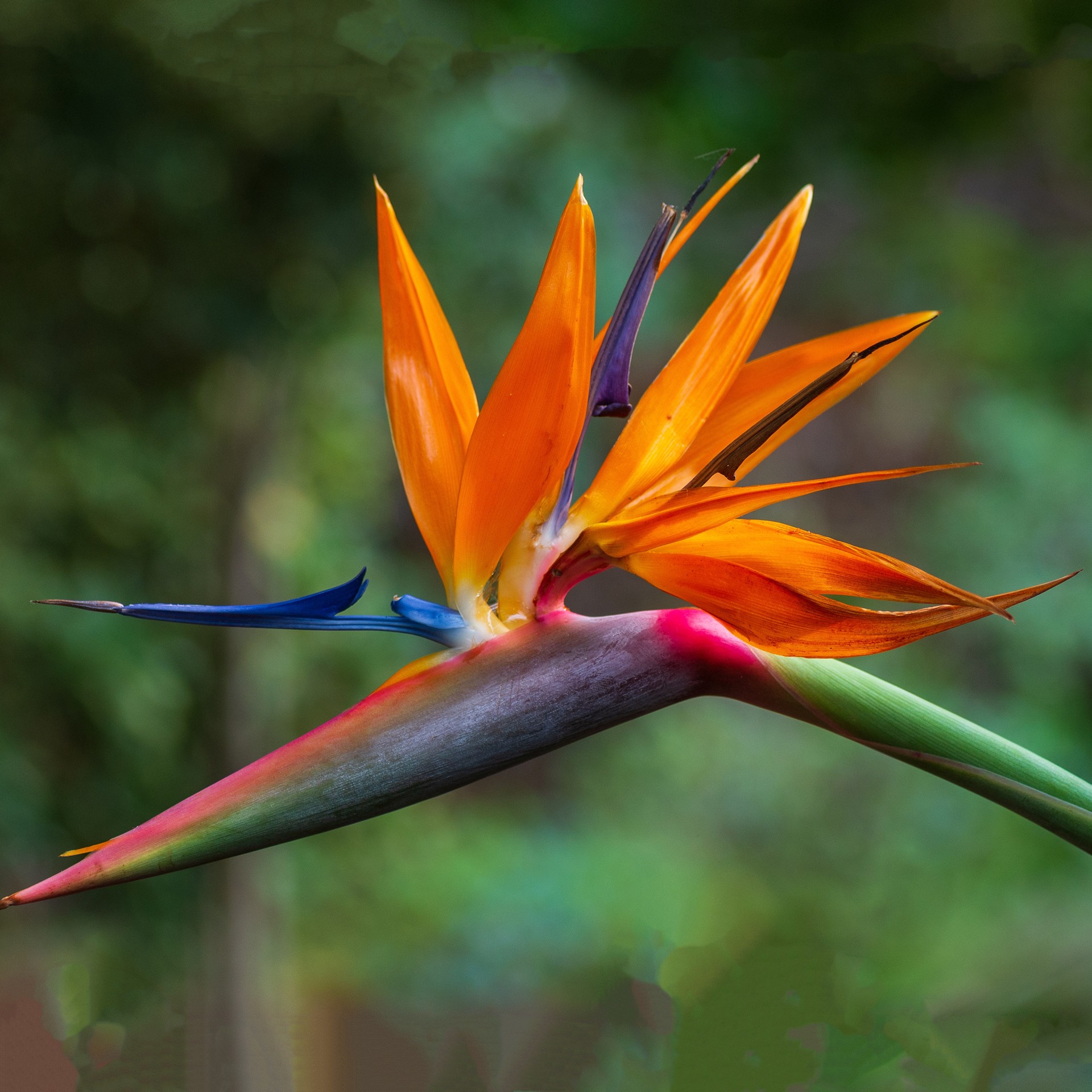 slide 1 of 2, Lowe's Strelitzia Bird of Paradise Flowering Shrub in 6.5 -Gallon Pot with Multicolor Blooms, 1 ct