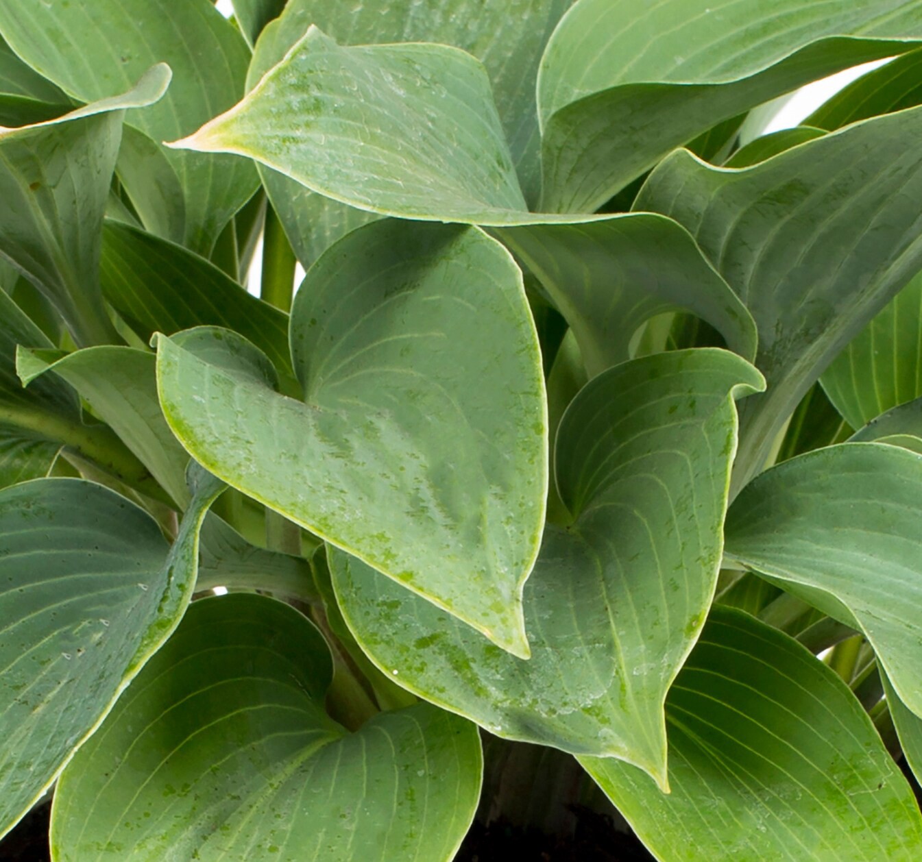 slide 2 of 2, Lowe's White Hosta Plant in 2.5 -Quart Pot, 1 ct