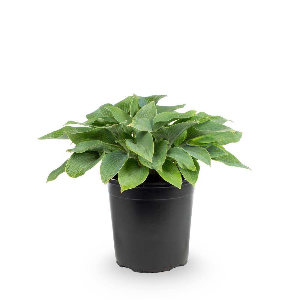 slide 1 of 2, Lowe's White Hosta Plant in 2.5 -Quart Pot, 1 ct
