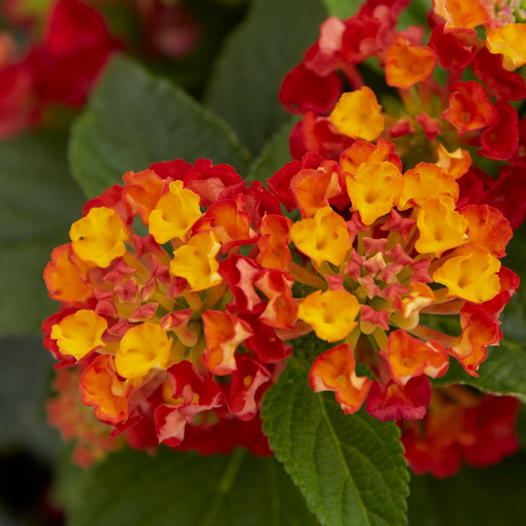 slide 2 of 2, Monrovia Multicolor Lantana in 1-Quart Pot, 1 ct