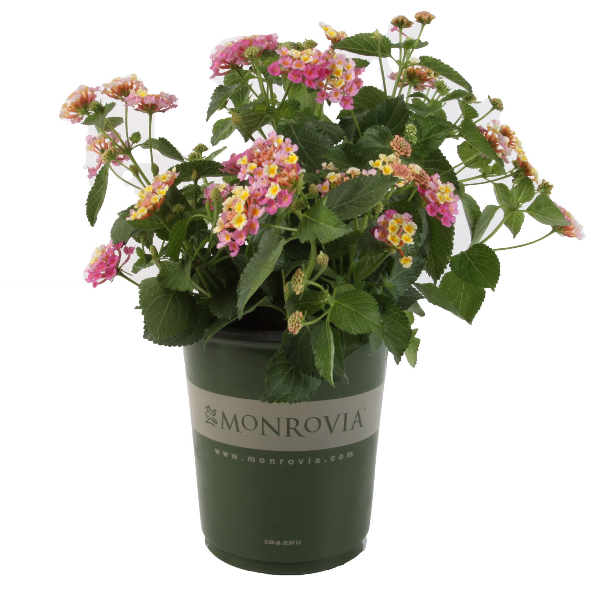 slide 1 of 2, Monrovia Multicolor Lantana in 1-Quart Pot, 1 ct