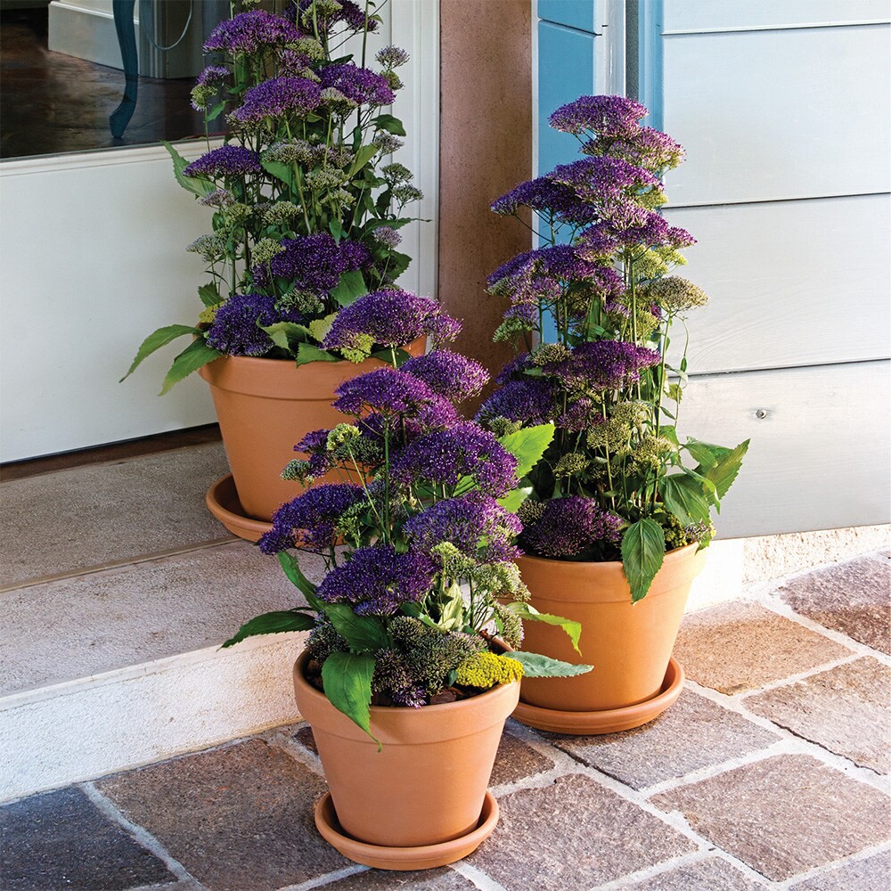 slide 3 of 6, Southern Patio Round 18.78-in W x 15-in H x Orange Clay Indoor/Outdoor Planter, 1 ct
