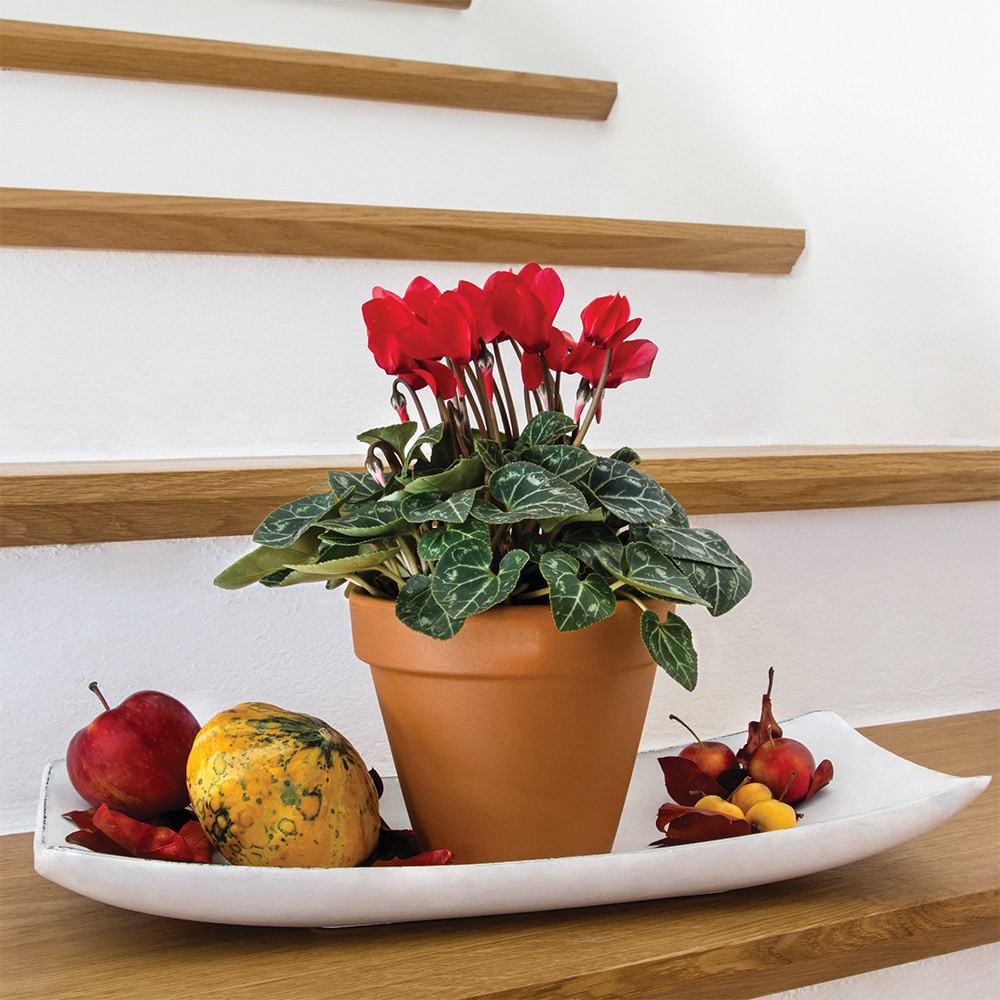 slide 4 of 6, Southern Patio Round 18.78-in W x 15-in H x Orange Clay Indoor/Outdoor Planter, 1 ct