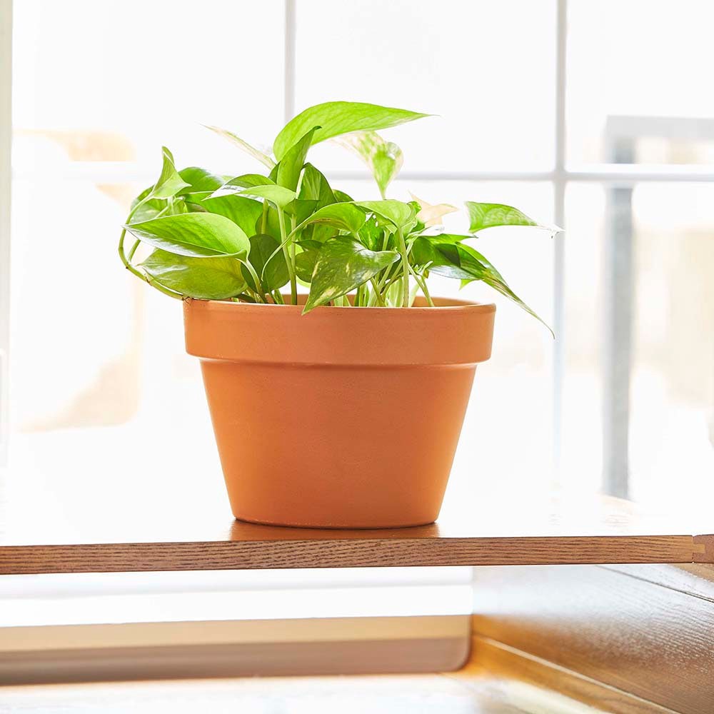 slide 2 of 6, Southern Patio Round 14.57-in W x 10.24-in H x 14.57-in D Orange Clay Indoor/Outdoor Planter, 1 ct