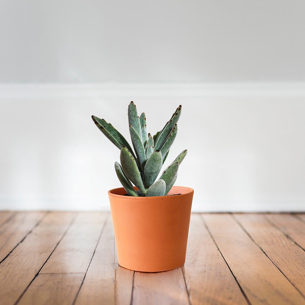 slide 4 of 6, Southern Patio Round 6.5-in W Orange Clay Indoor/Outdoor Planter, 1 ct