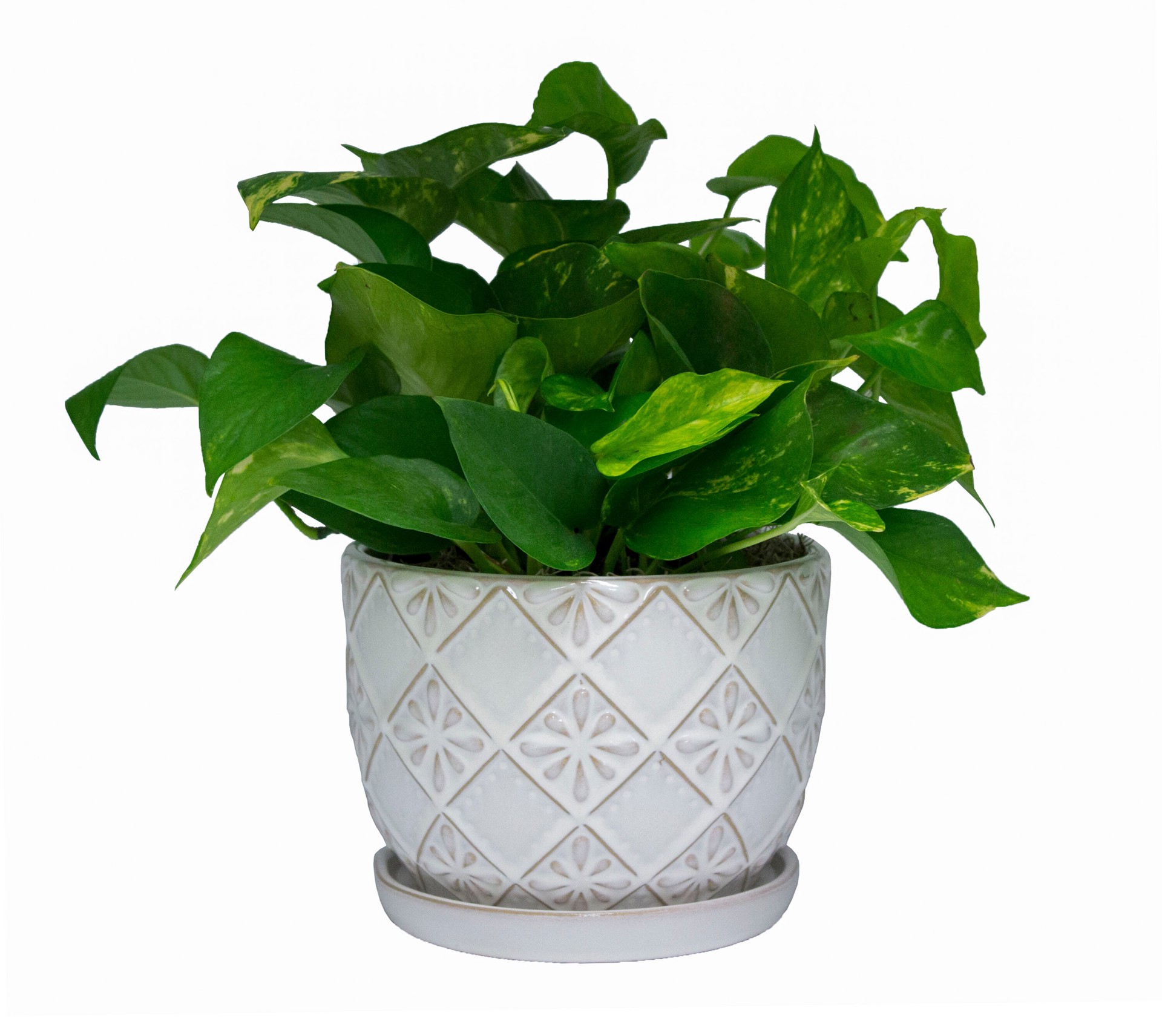 slide 4 of 5, allen + roth Round 8.07-in W x 17.88-in L Off-white Ceramic Indoor Planter, 1 ct