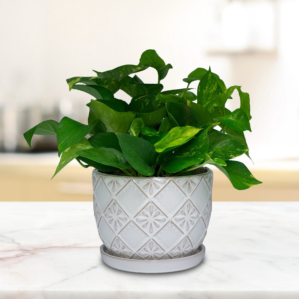 slide 5 of 5, allen + roth Round 8.07-in W x 17.88-in L Off-white Ceramic Indoor Planter, 1 ct