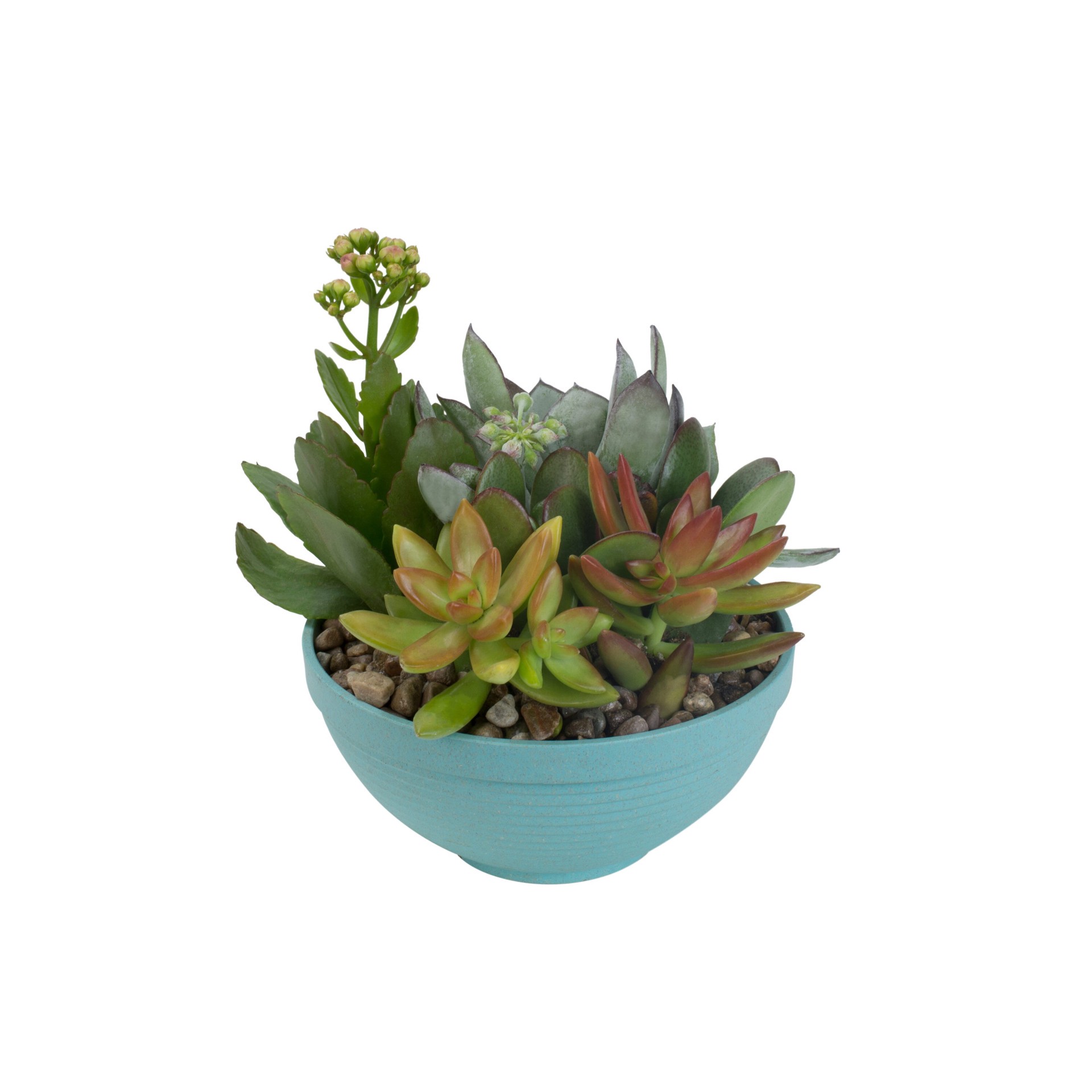 slide 2 of 4, Lowe's 1.0 -Pack Succulents in Pint Planter, 1 ct
