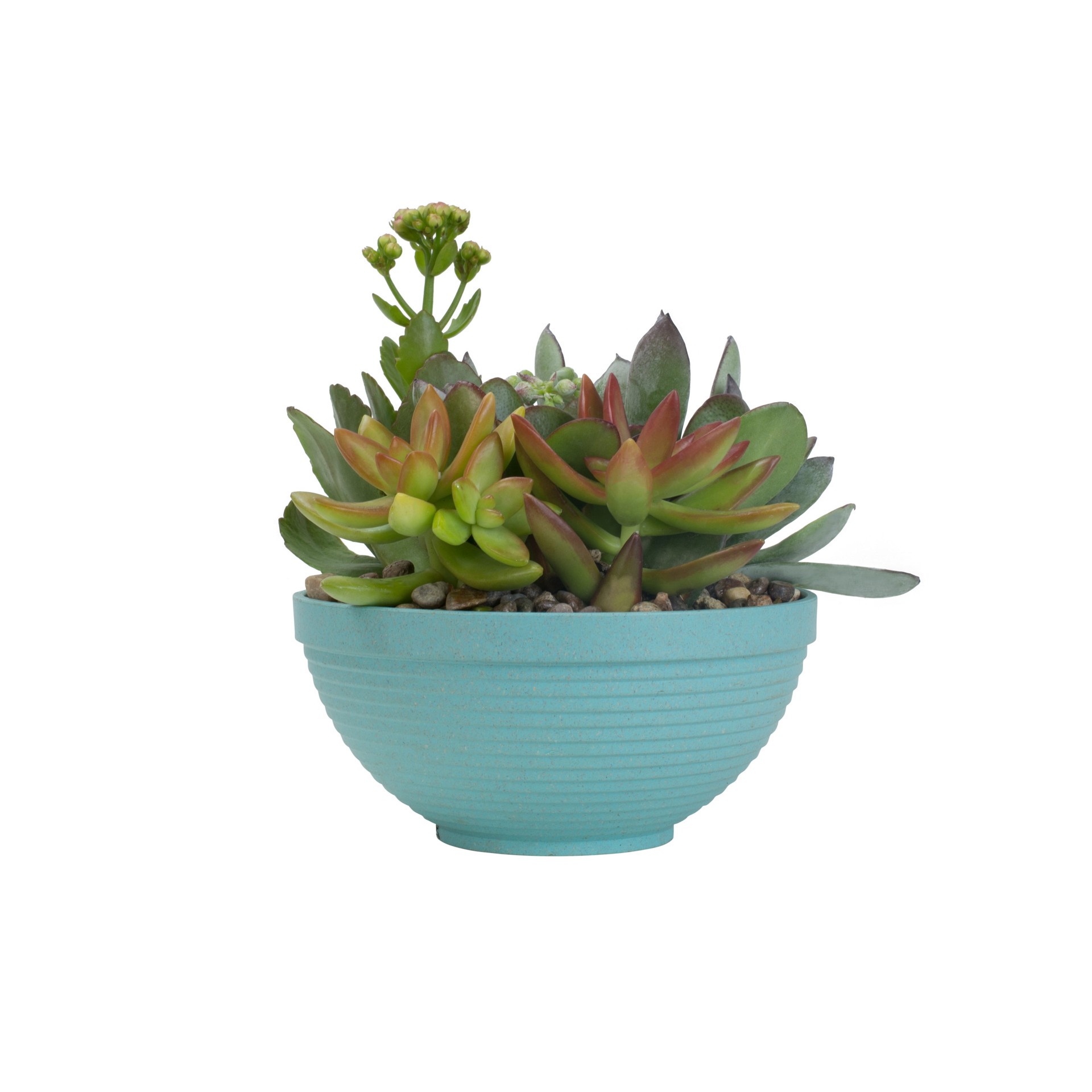 slide 3 of 4, Lowe's 1.0 -Pack Succulents in Pint Planter, 1 ct