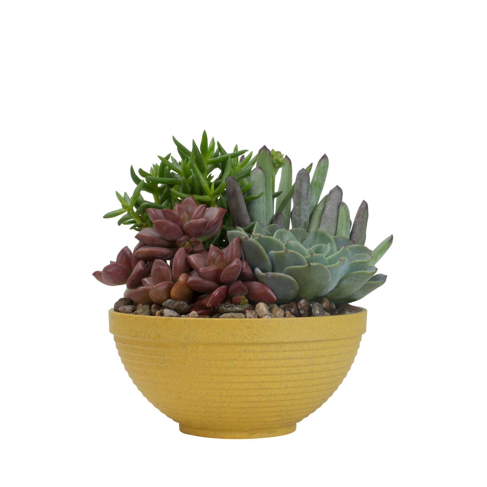 slide 4 of 4, Lowe's 1.0 -Pack Succulents in Pint Planter, 1 ct