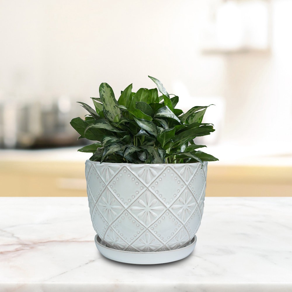 slide 4 of 5, allen + roth Round 10.0-in W x 13.63-in L Off-white Ceramic Indoor Planter, 1 ct