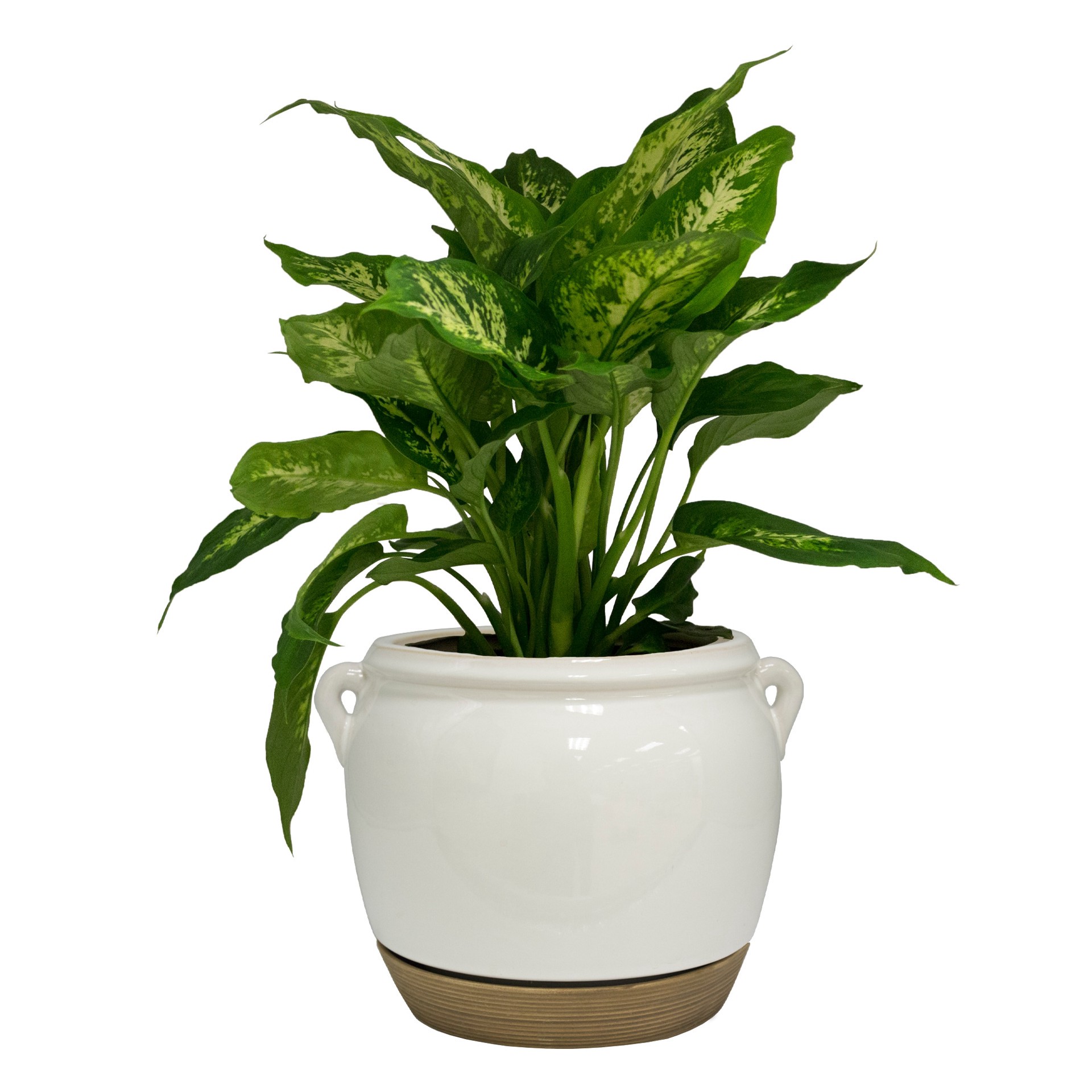 slide 4 of 5, allen + roth Round 9.06-in W x 7.87-in L White Ceramic Indoor Planter, 1 ct