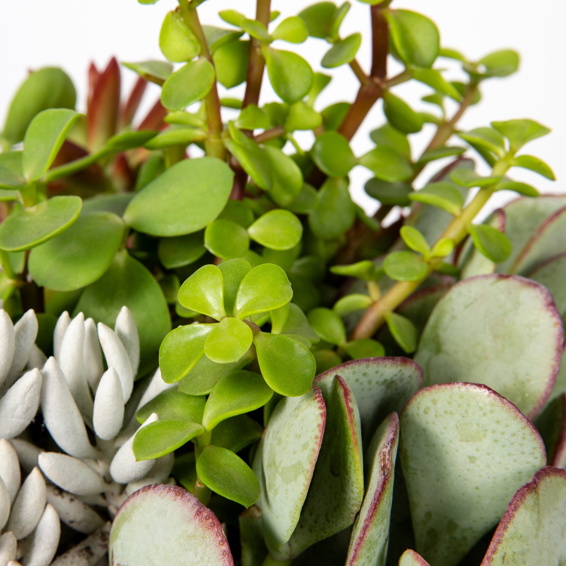 slide 2 of 2, Lowe's 1.0 -Pack Succulents in -Quart Planter, 1 ct