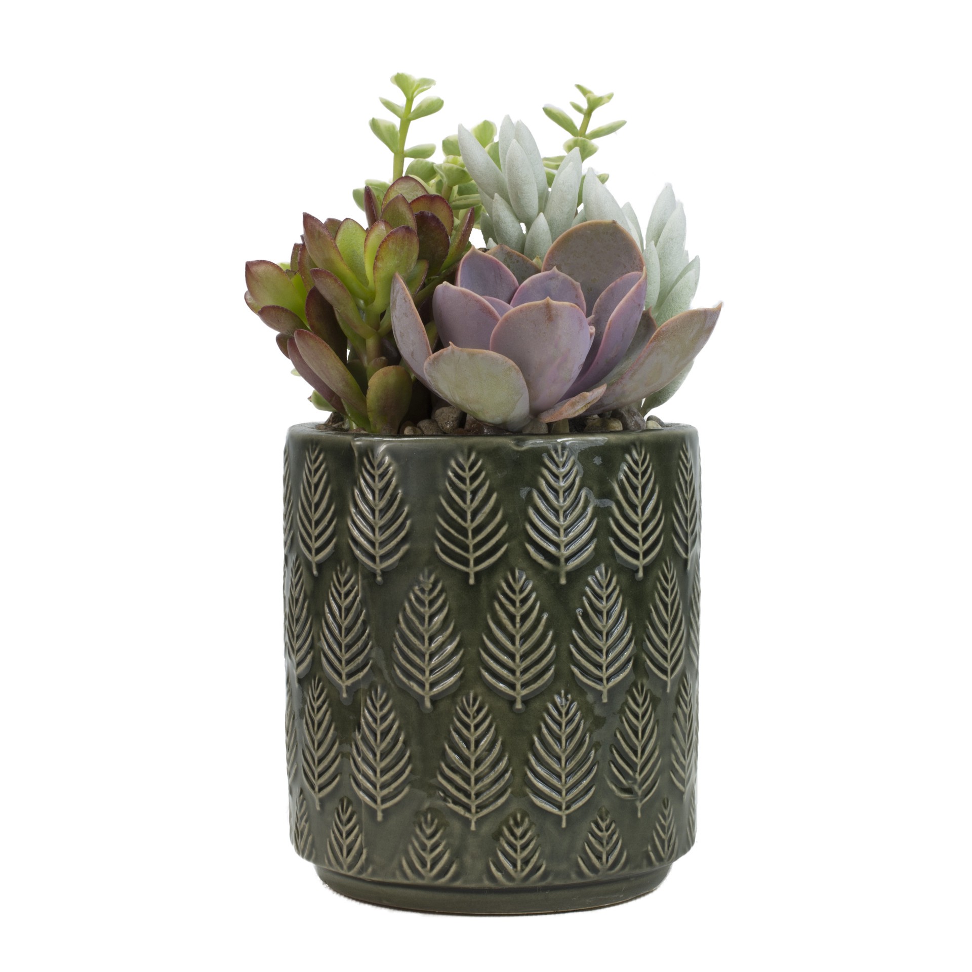 slide 1 of 2, Lowe's 1.0 -Pack Succulents in -Quart Planter, 1 ct