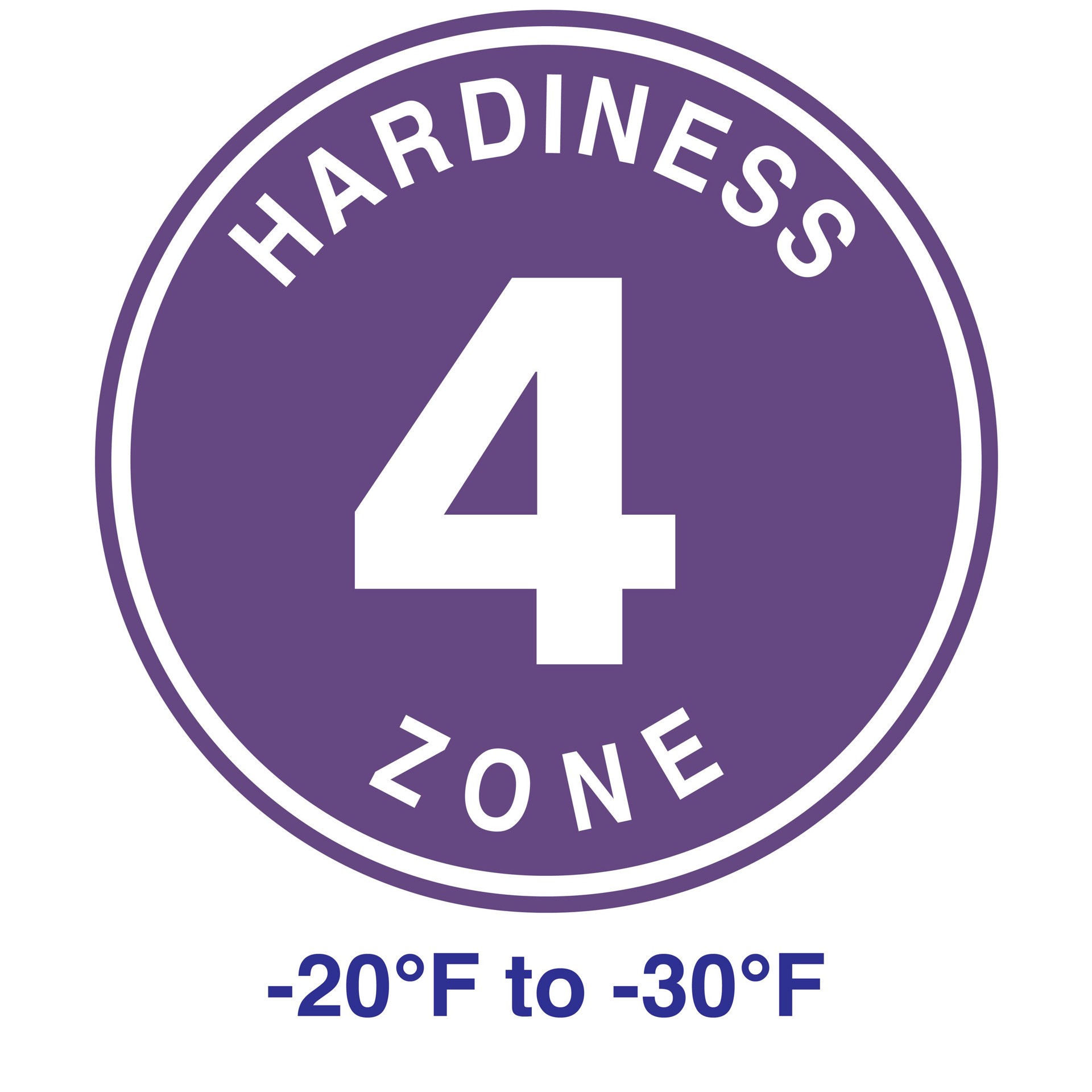 slide 5 of 6, Lowe's BloomStruck Reblooming Hydrangeas Flowering Shrub in 1 -Gallon Pot 1.0 -Pack with Multicolor Blooms, 1 ct