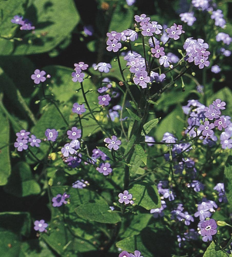 slide 3 of 3, Monrovia Blue Jack Frost Brunnera Plant in 1.00 -Gallon Pot 1.0 -Pack, 1 ct