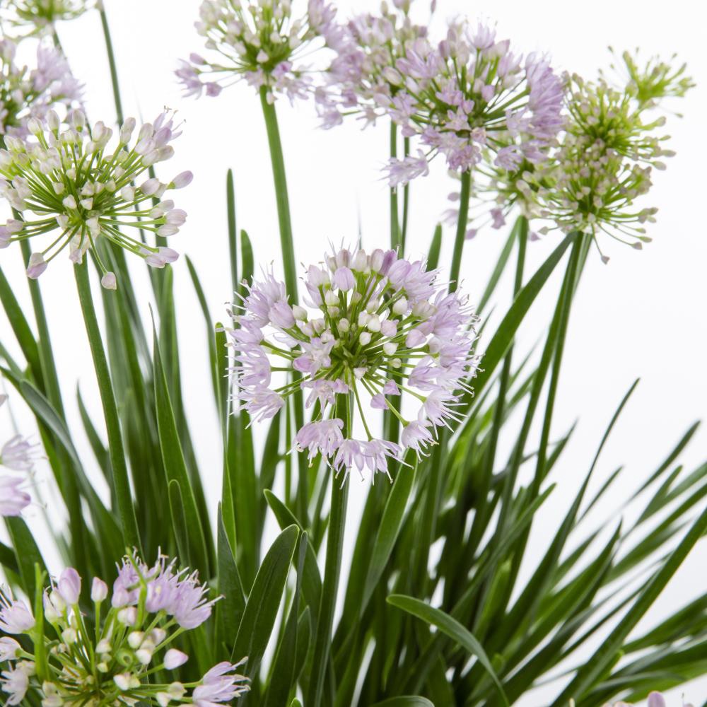 slide 2 of 2, Monrovia Multicolor Allium Plant in 2.5 -Quart Pot 1.0 -Pack, 1 ct