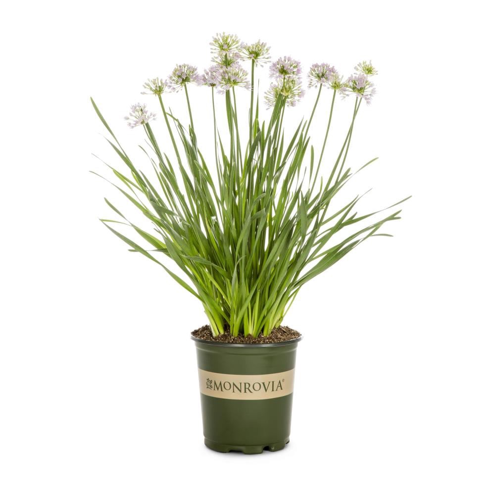 slide 1 of 2, Monrovia Multicolor Allium Plant in 2.5 -Quart Pot 1.0 -Pack, 1 ct
