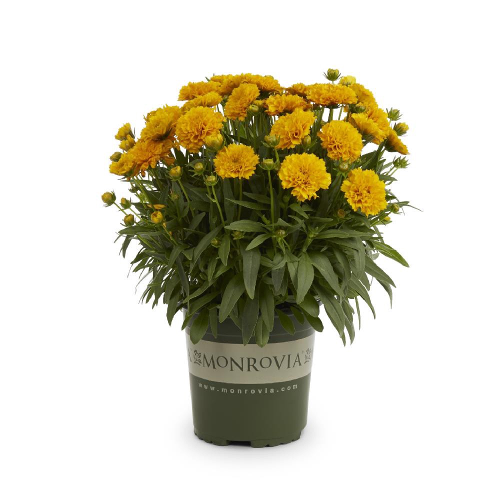 slide 1 of 1, Monrovia Yellow Coreopsis Plant in 2.5 -Quart Pot 1 -Pack, 1 ct