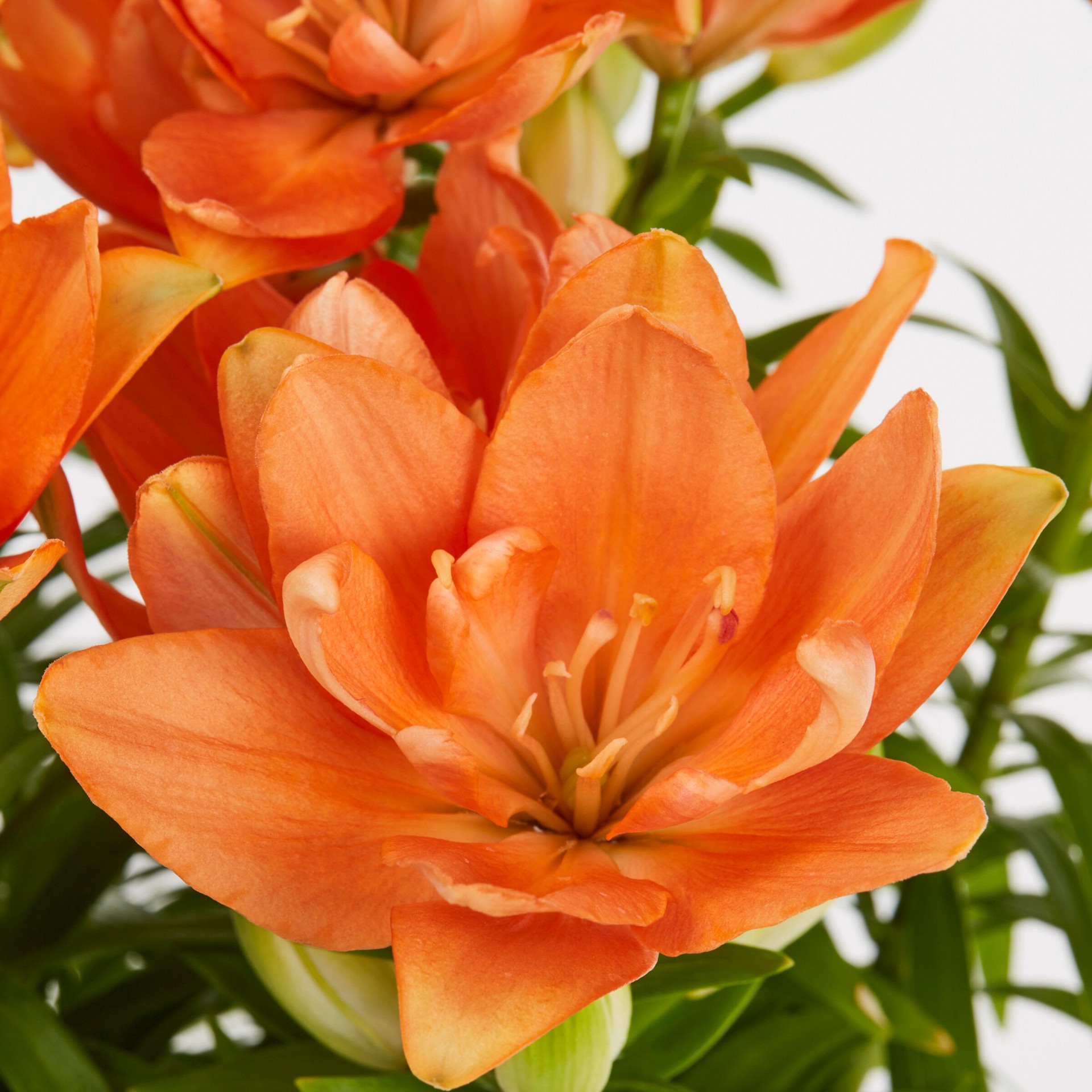 slide 2 of 2, Monrovia Orange Asiatic Lily Plant in 2.5-Quart Pot, 1 ct
