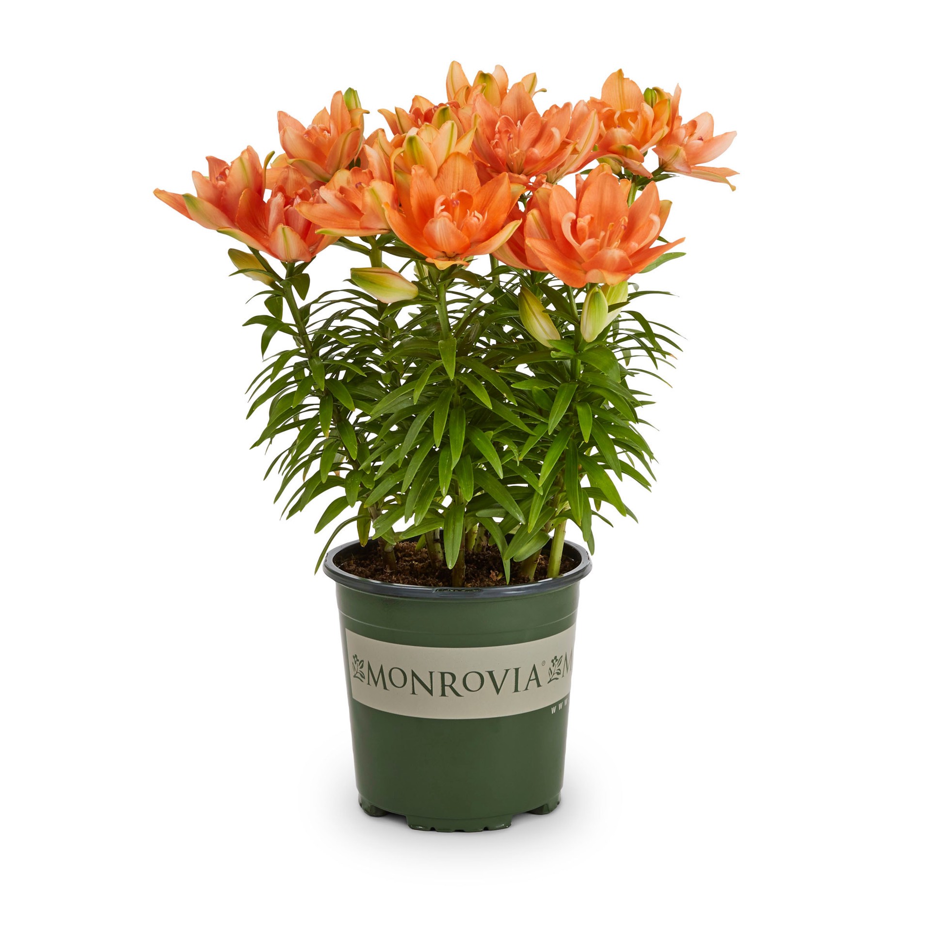 slide 1 of 2, Monrovia Orange Asiatic Lily Plant in 2.5-Quart Pot, 1 ct