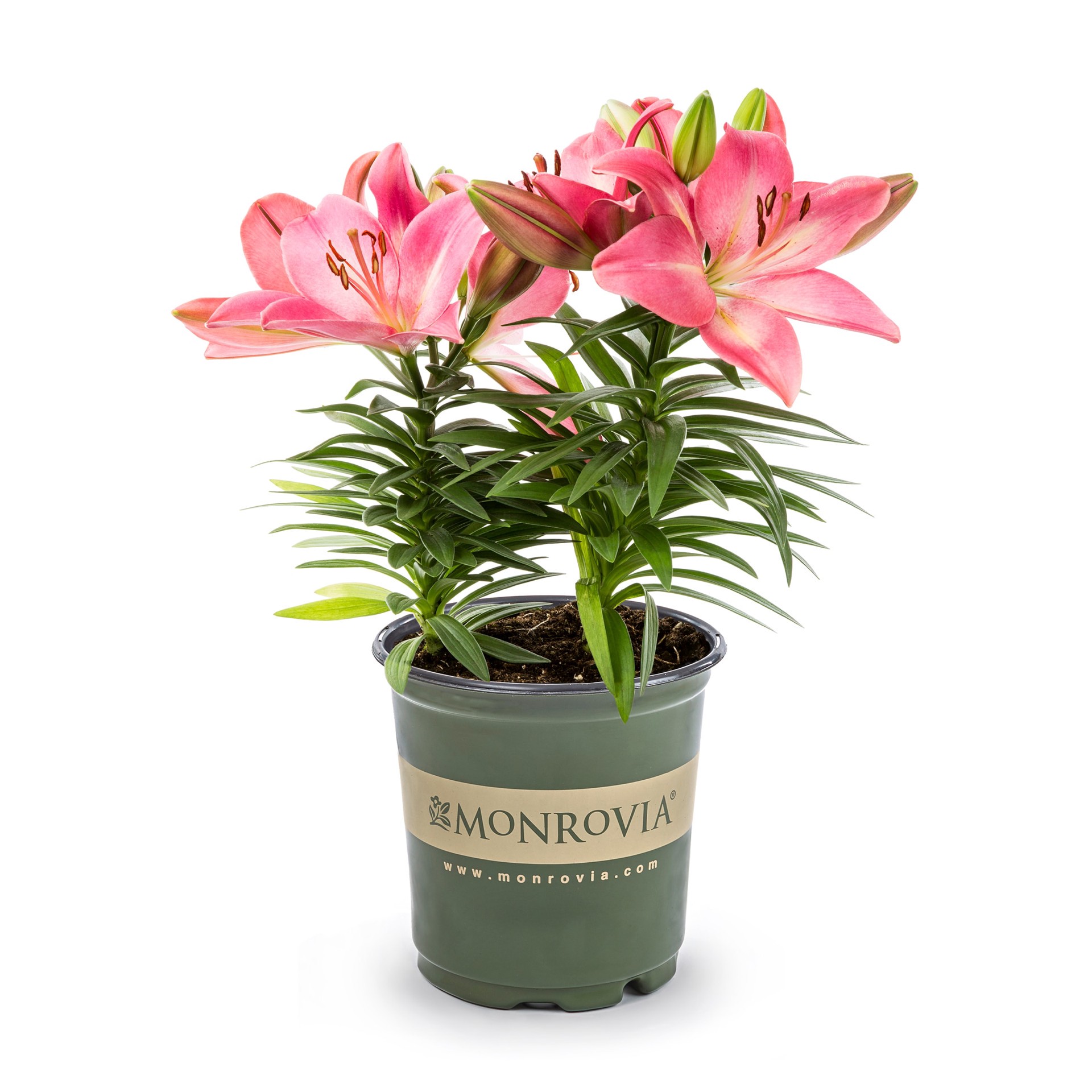slide 1 of 1, Lowe's Red Asiatic Lily Plant in 2.5-Quart Pot, 1 ct