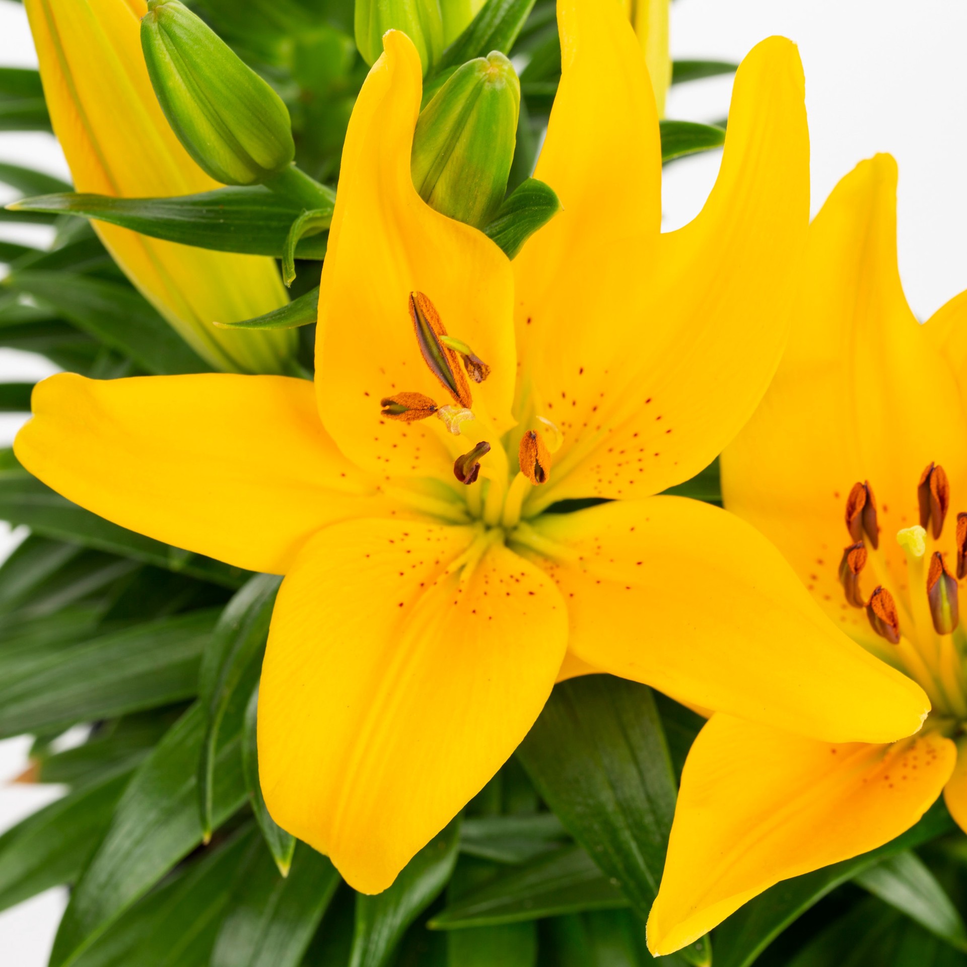 slide 2 of 2, Monrovia Yellow Asiatic Lily Plant in 2.5-Quart Pot, 1 ct
