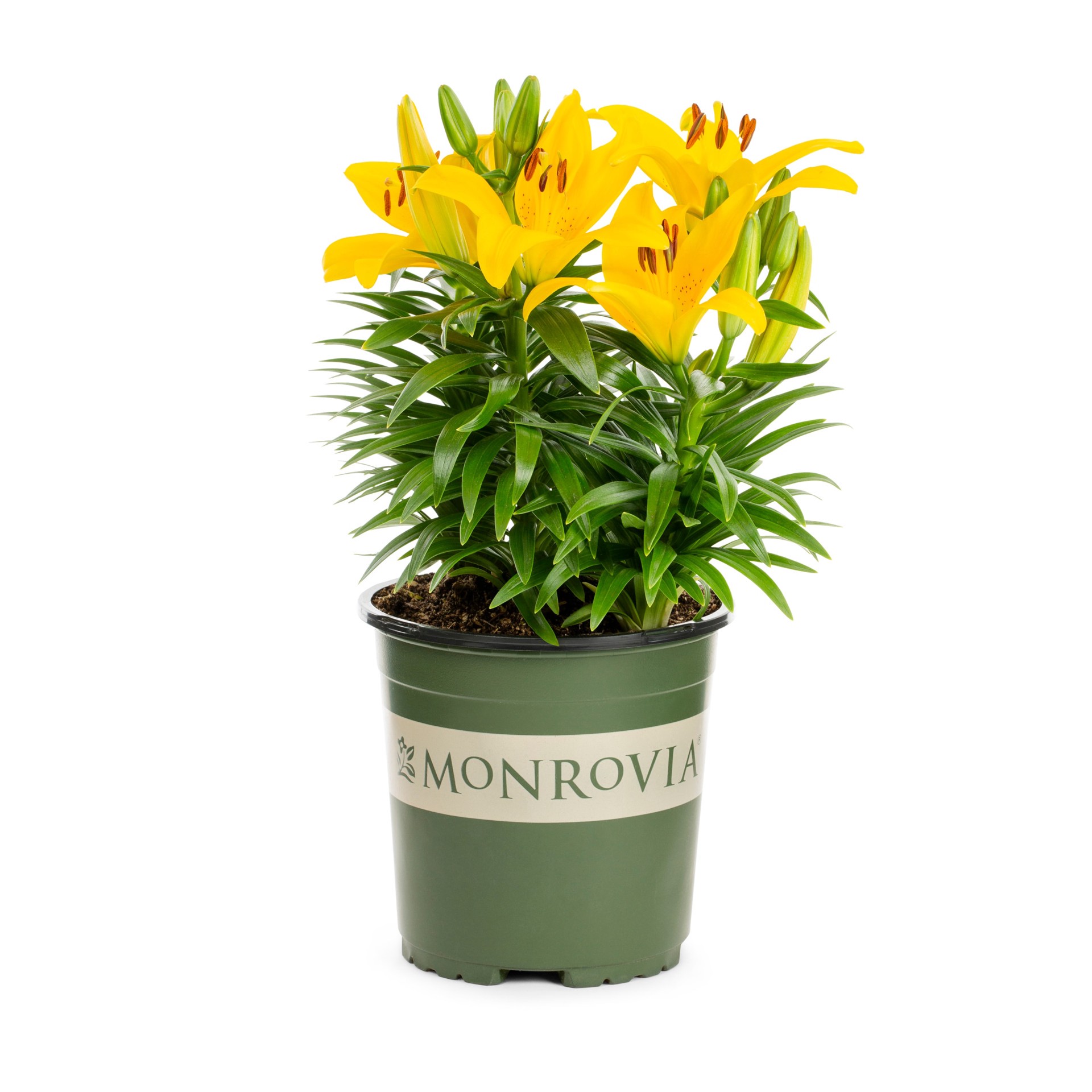slide 1 of 2, Monrovia Yellow Asiatic Lily Plant in 2.5-Quart Pot, 1 ct