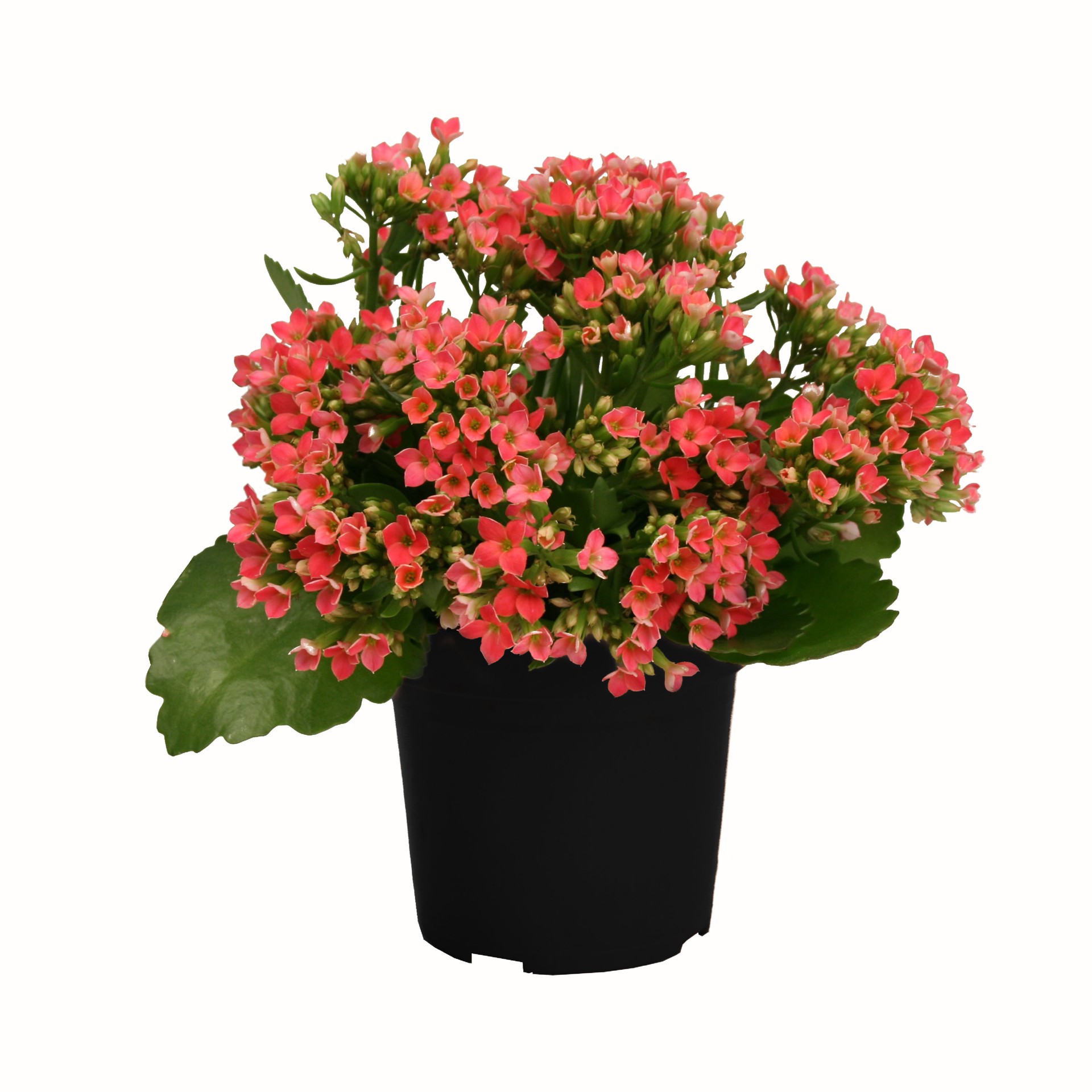 slide 1 of 1, Lowe's Multicolor Kalanchoe in 2.5-Quart Pot, 1 ct