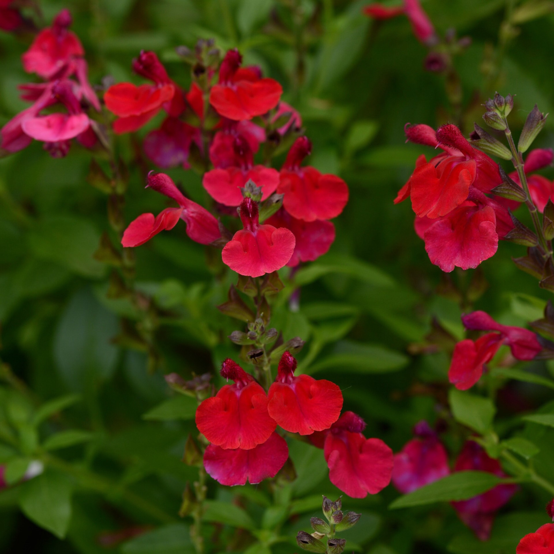 slide 2 of 2, Monrovia Red Salvia Mirage Plant in 2 -Quart Pot 1 -Pack, 1 ct