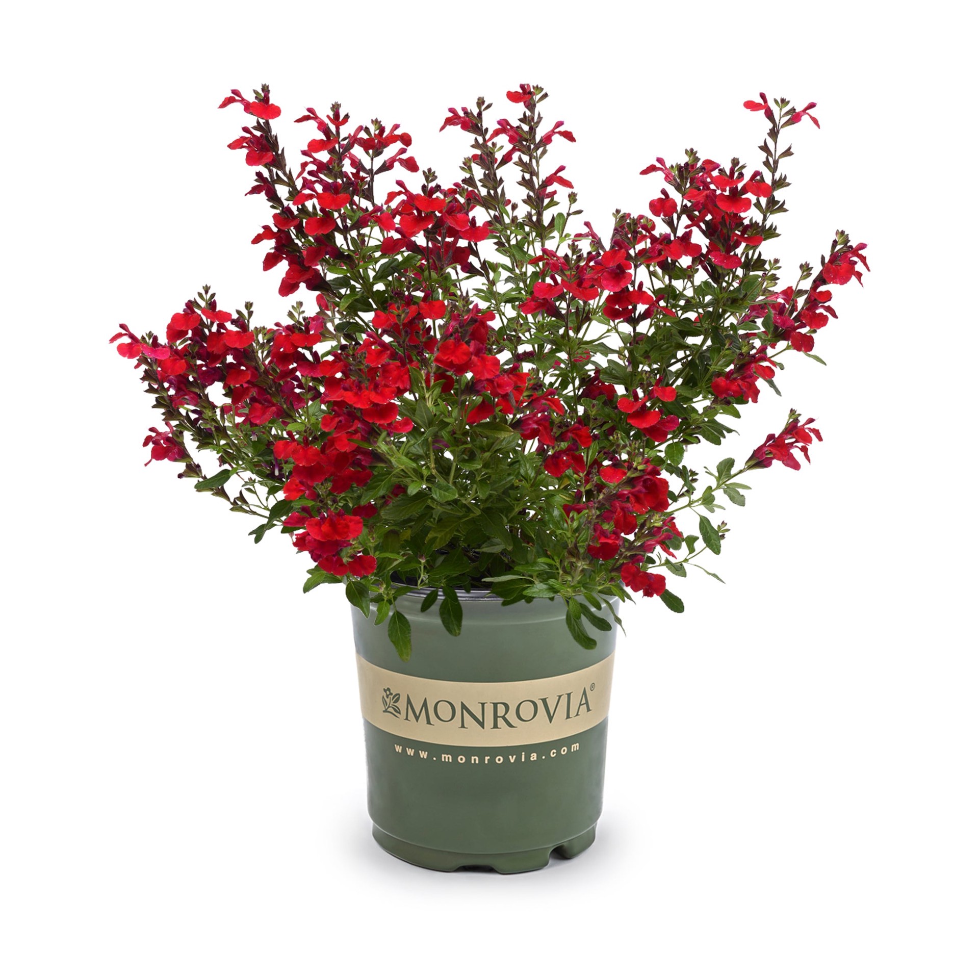 slide 1 of 2, Monrovia Red Salvia Mirage Plant in 2 -Quart Pot 1 -Pack, 1 ct